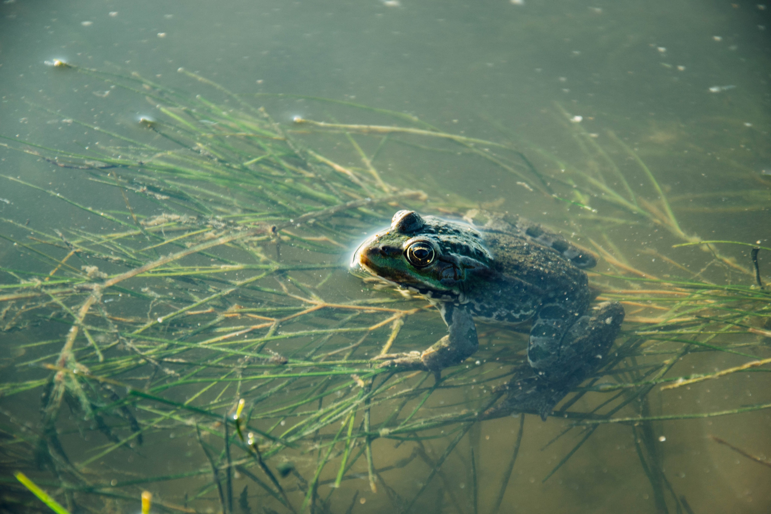 Дон. Главная