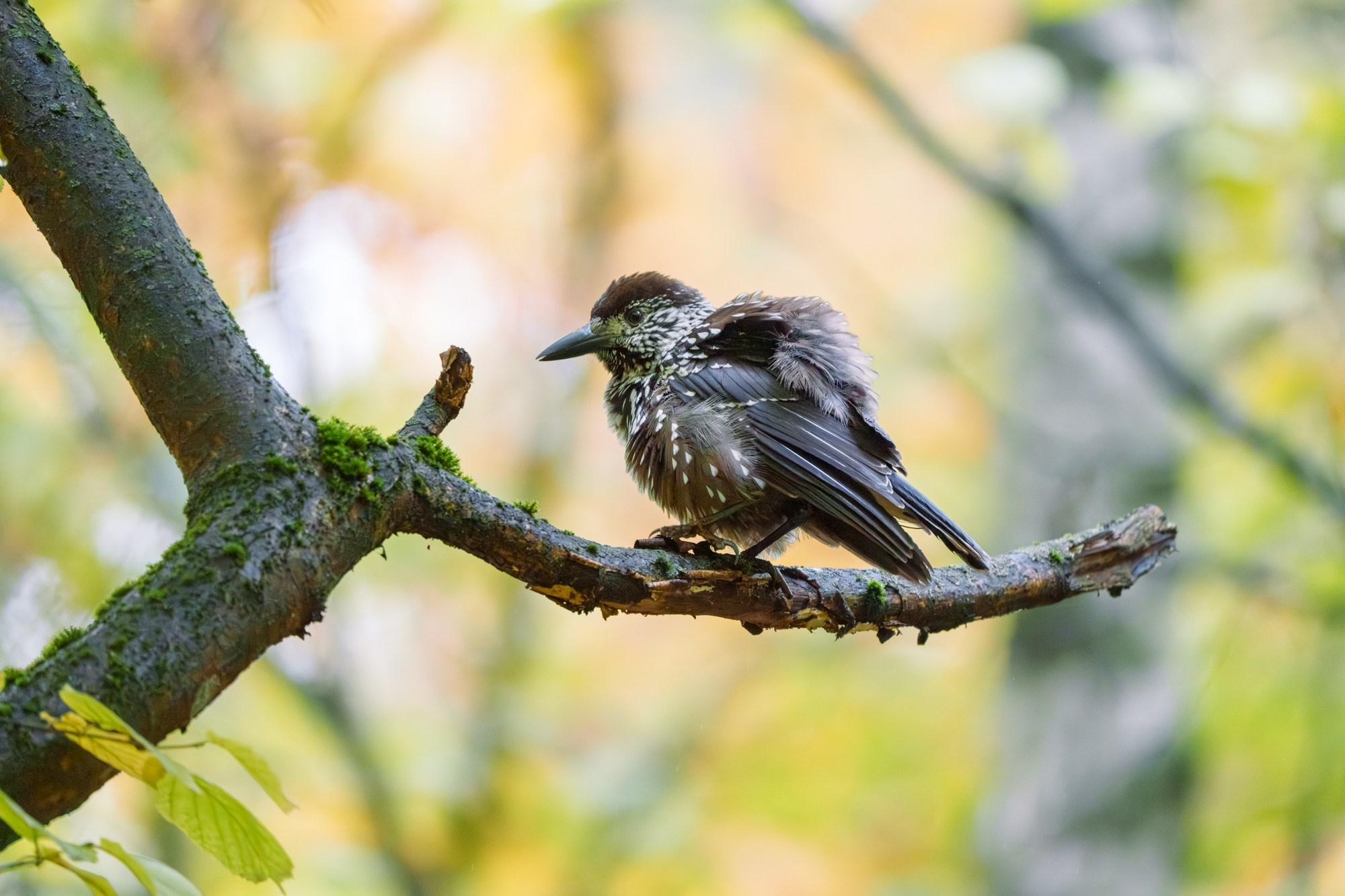 Удивительные мир птиц. Вокруг нас столько прекрасного — присмотритесь!. Ваш личный фотограф Марина Волкова