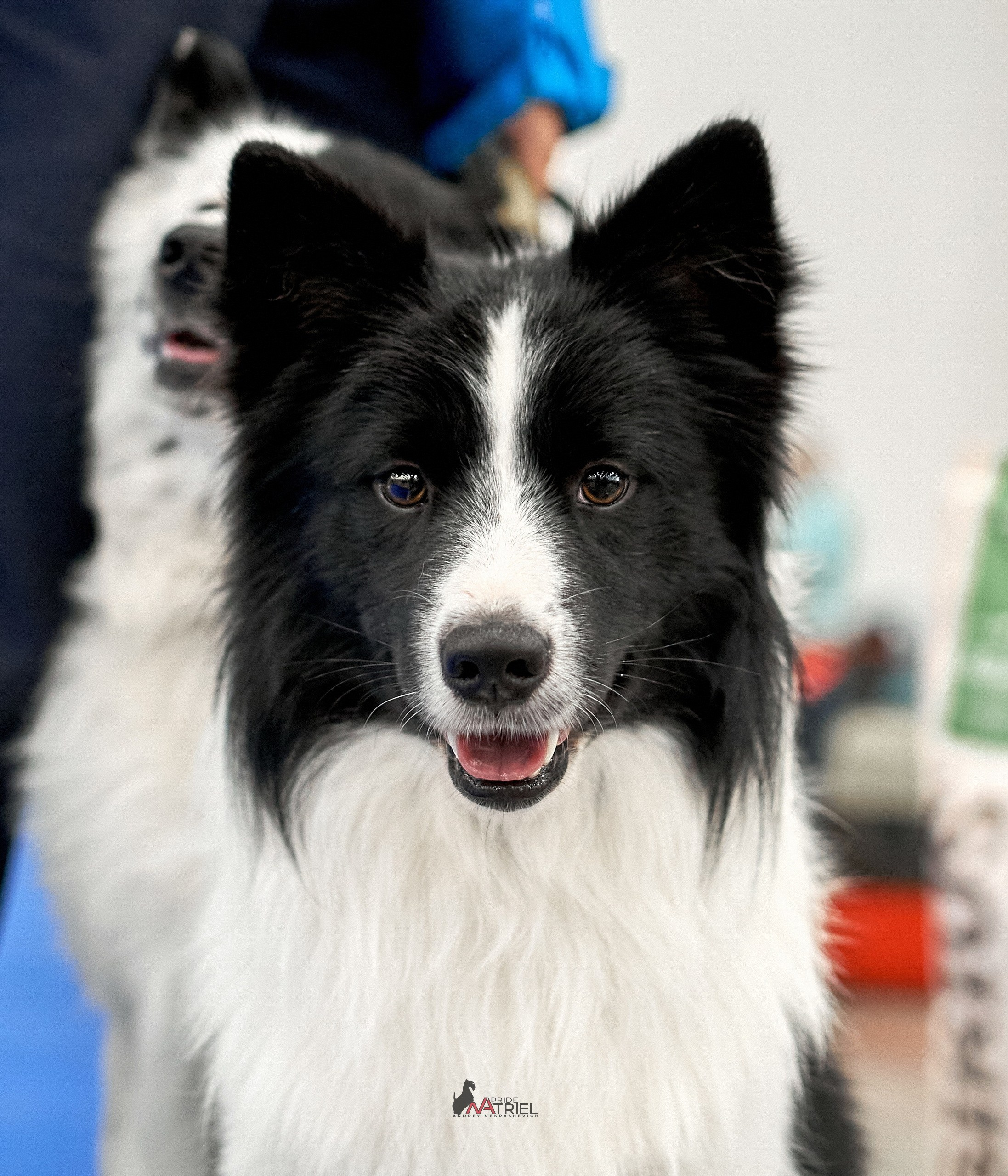 Портреты собак — галерея NATRIEL