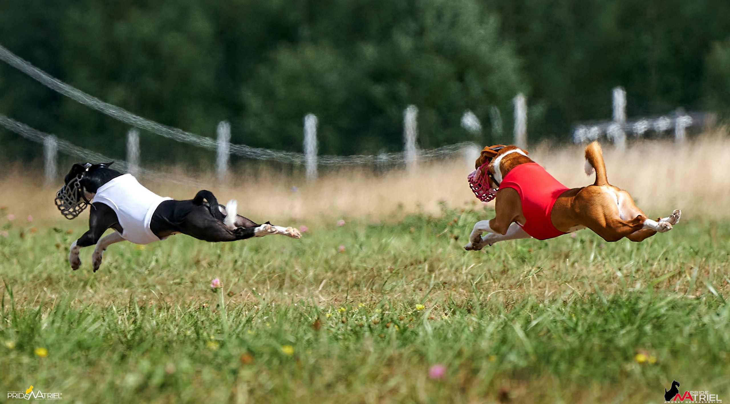Съемка курсинг — галерея NATRIEL