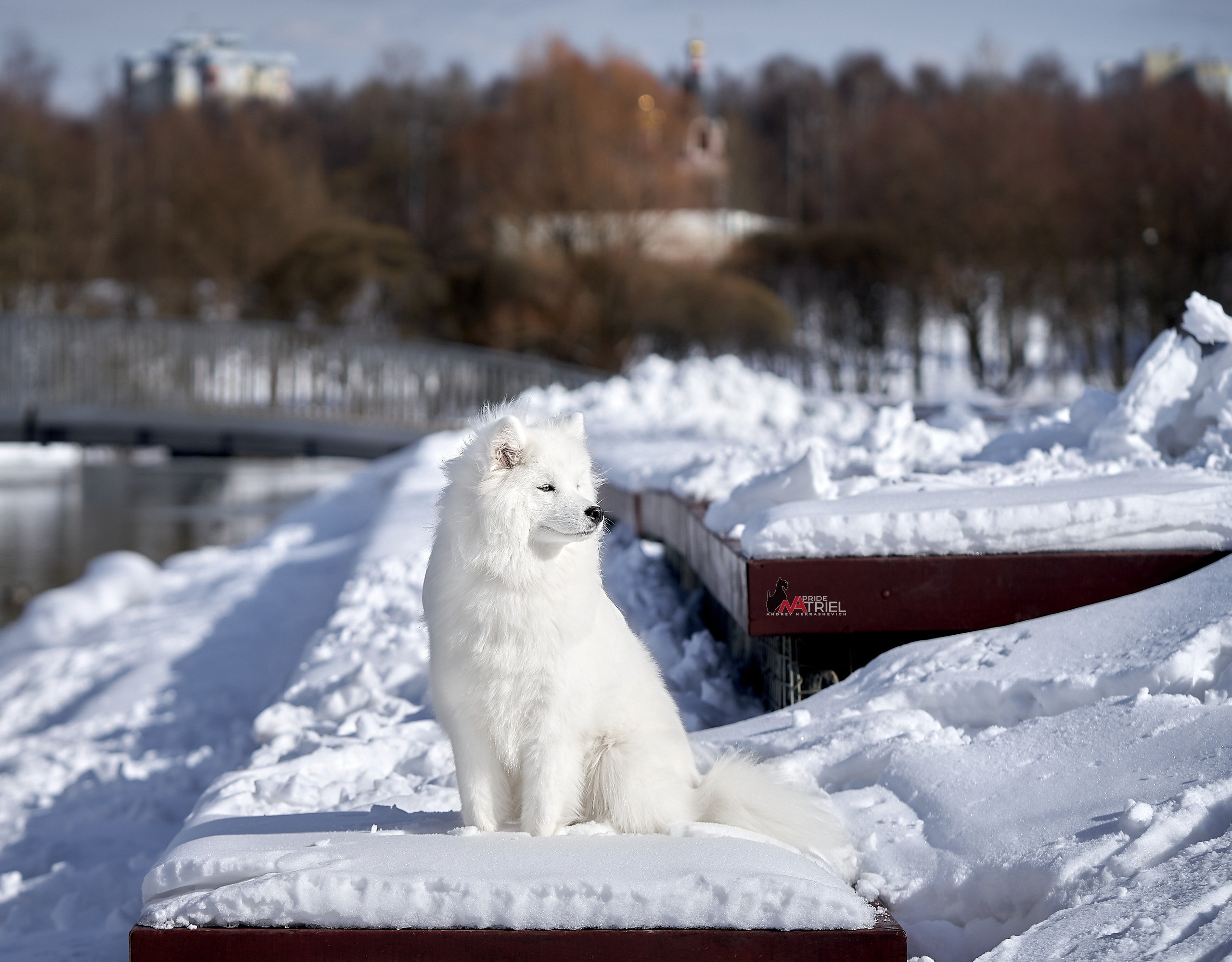 Портреты собак — галерея NATRIEL