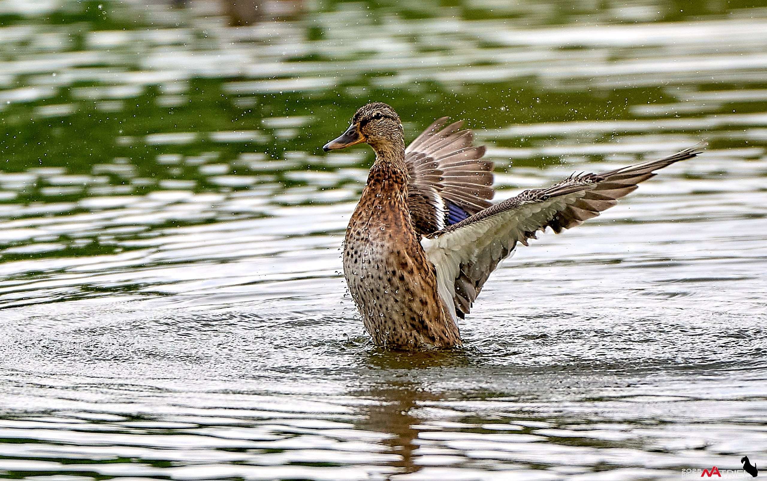 Утки на пруду