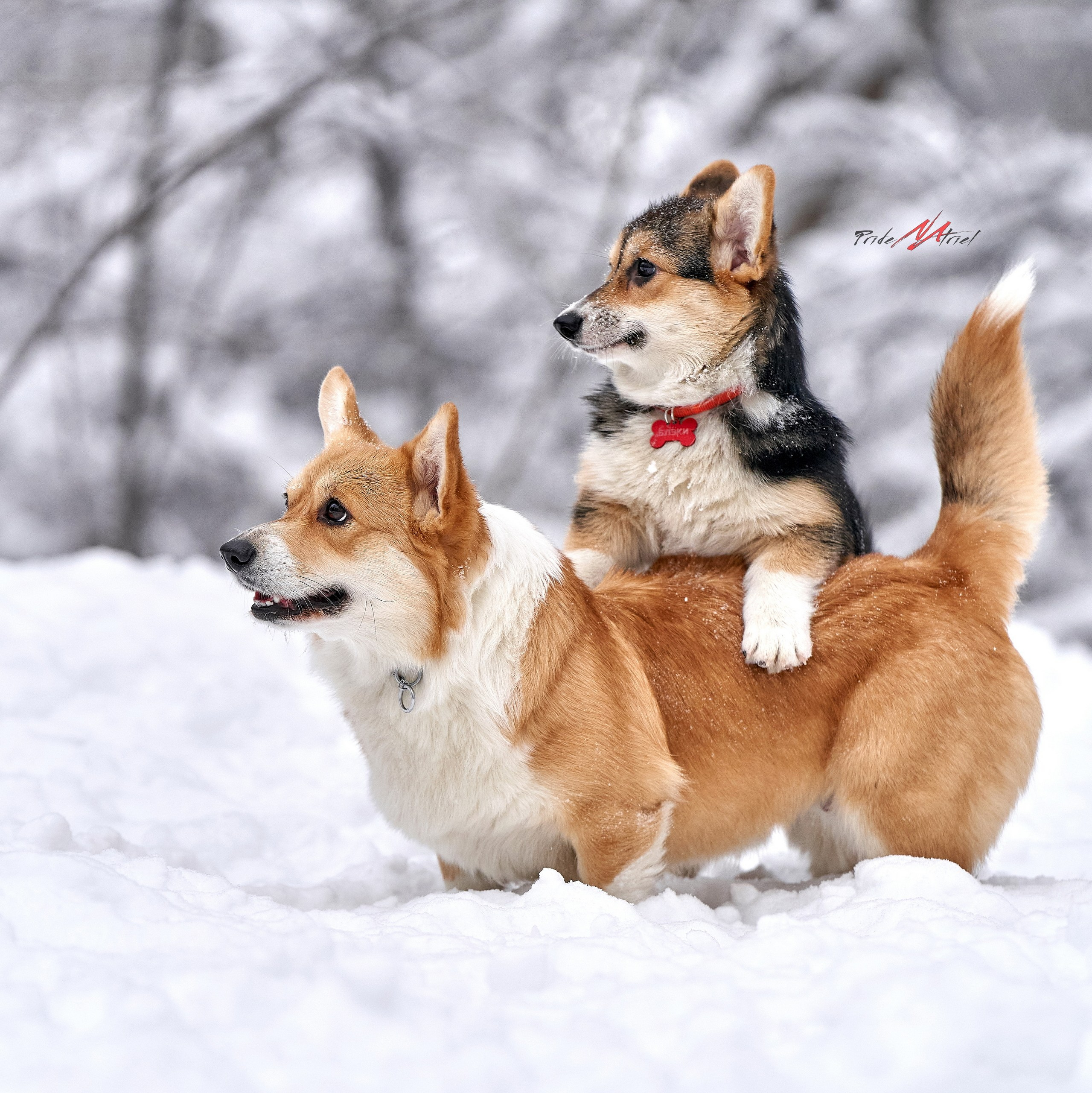 Портреты собак — галерея NATRIEL