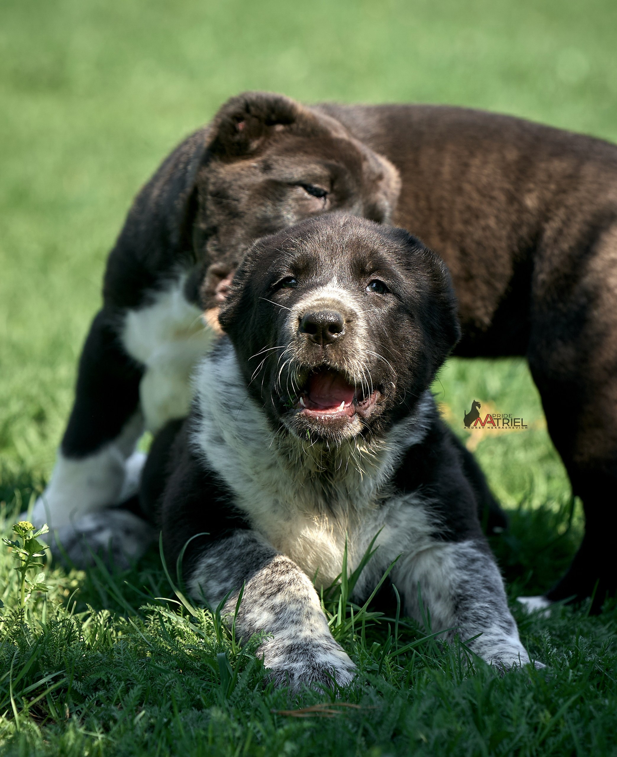 Среднеазиаты — щенки и взрослые