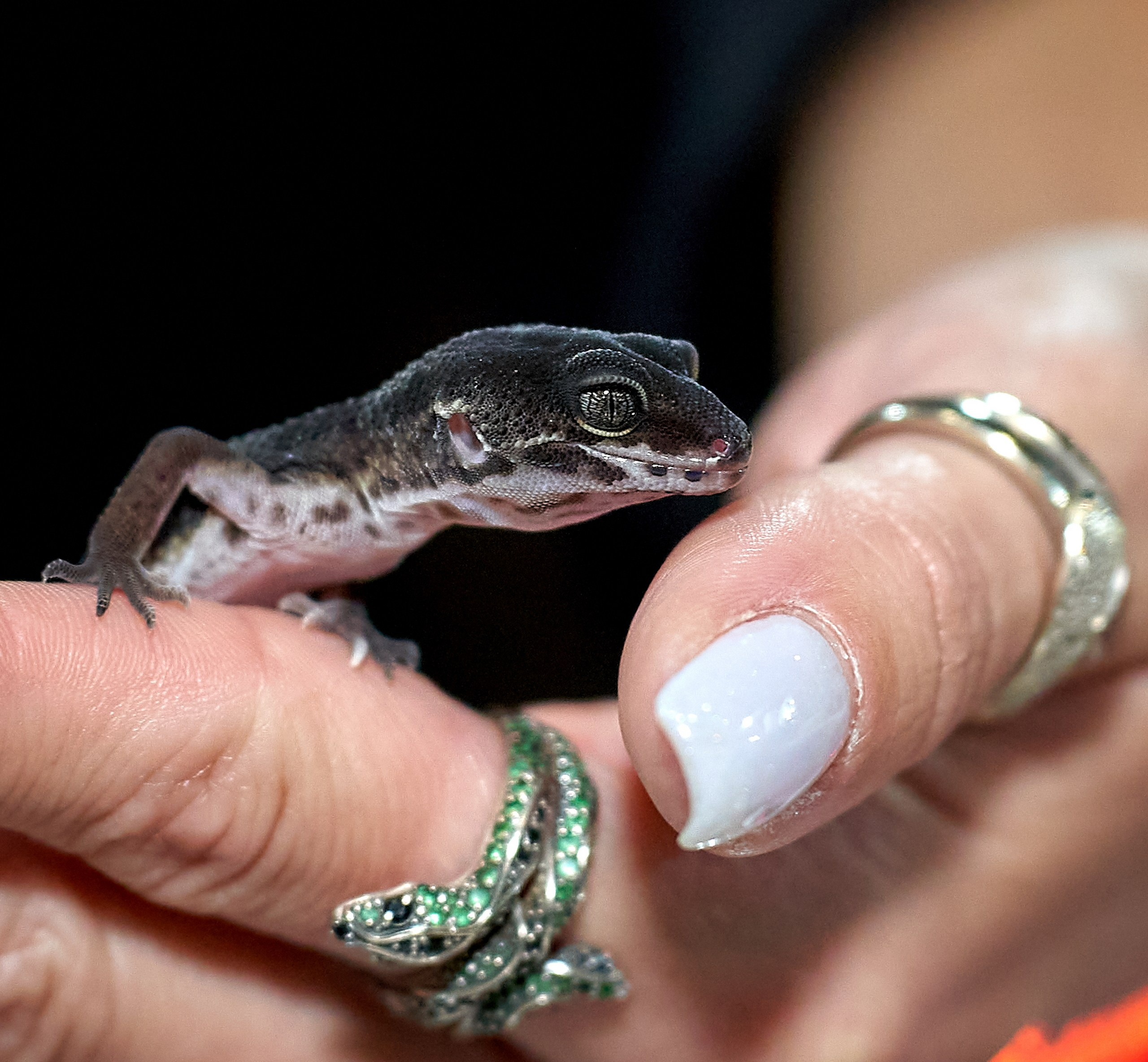 Рептилии — галерея NATRIEL