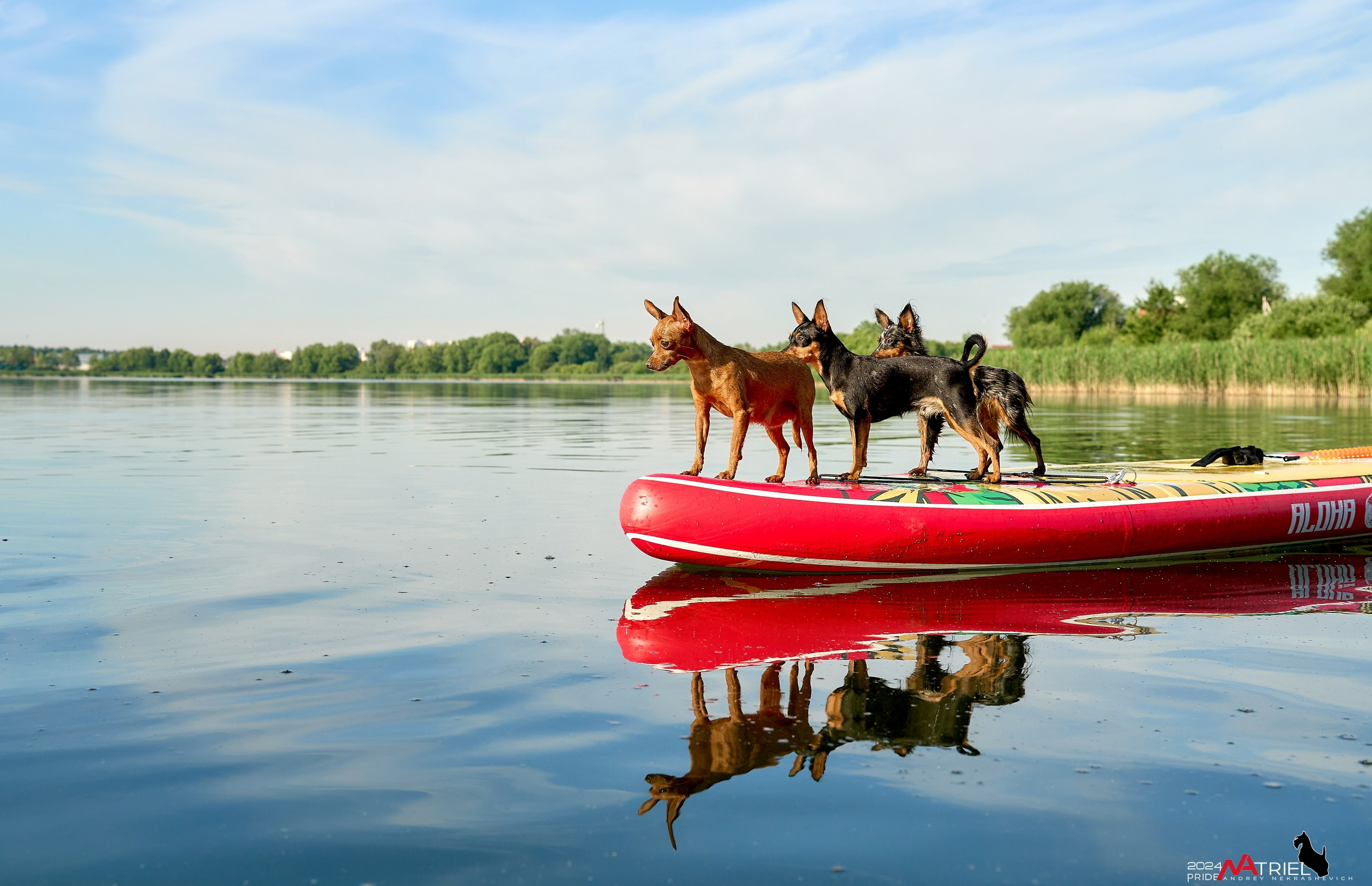 Фотопрогулка с крысариками