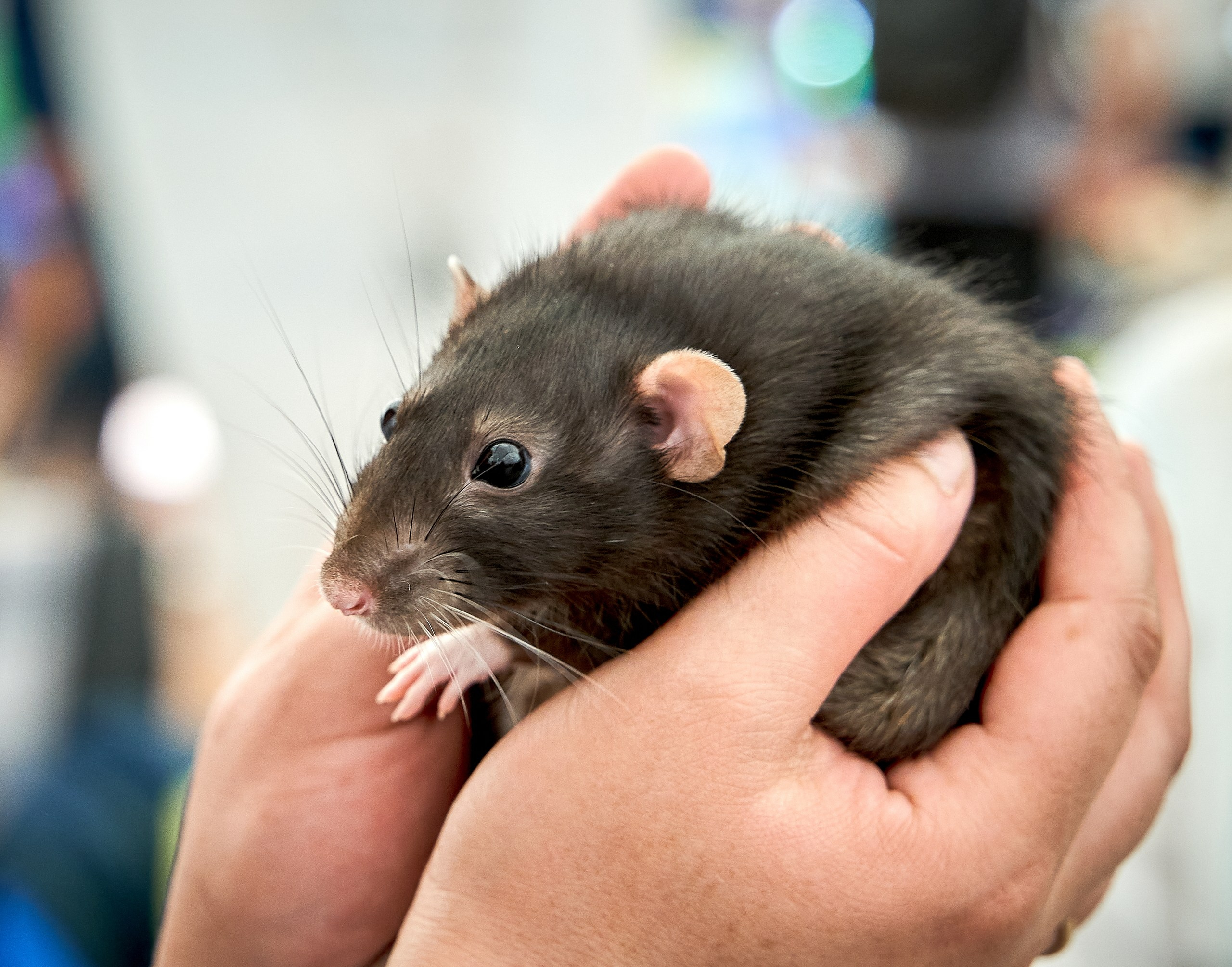 Животные — галерея NATRIEL