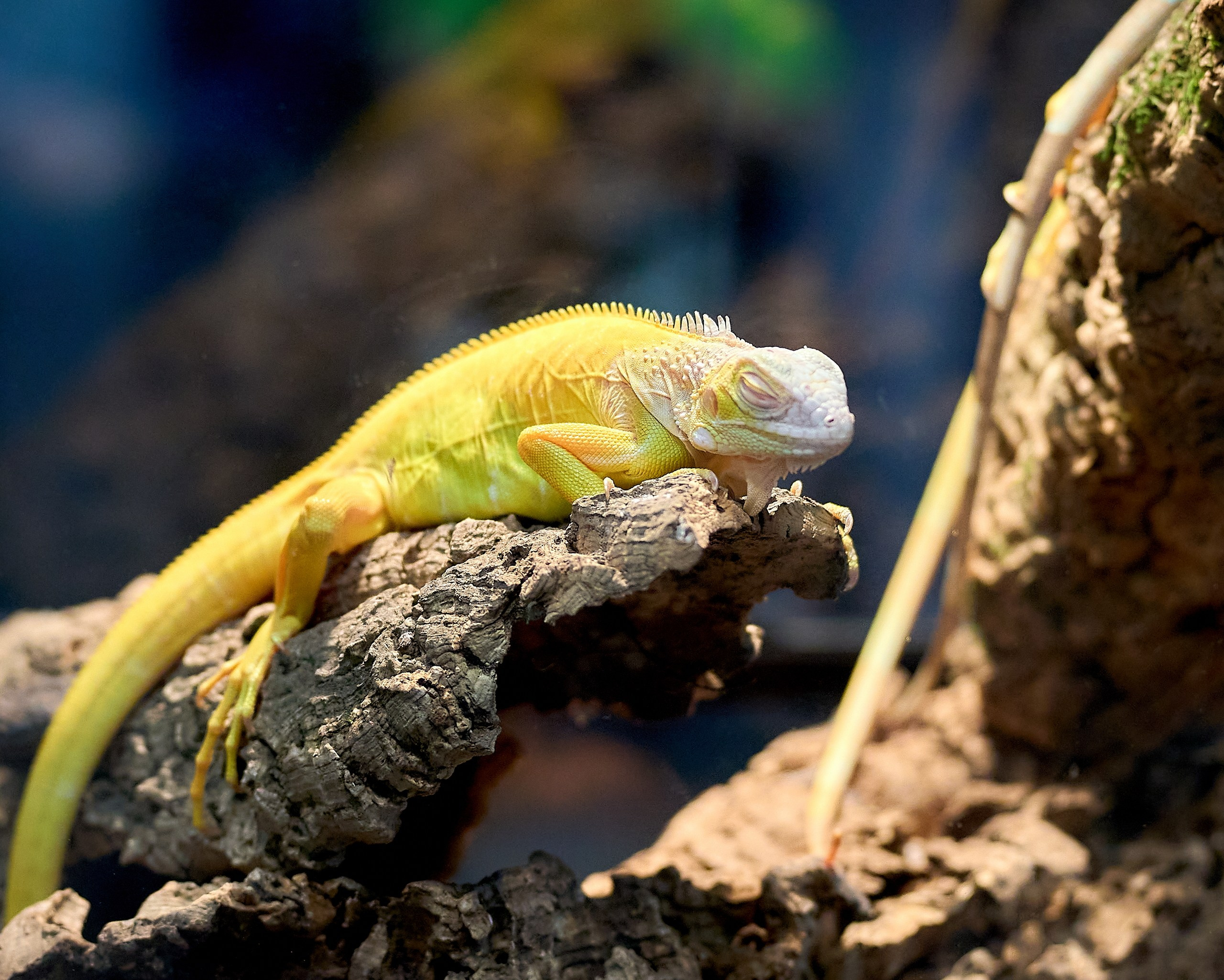 Рептилии — галерея NATRIEL