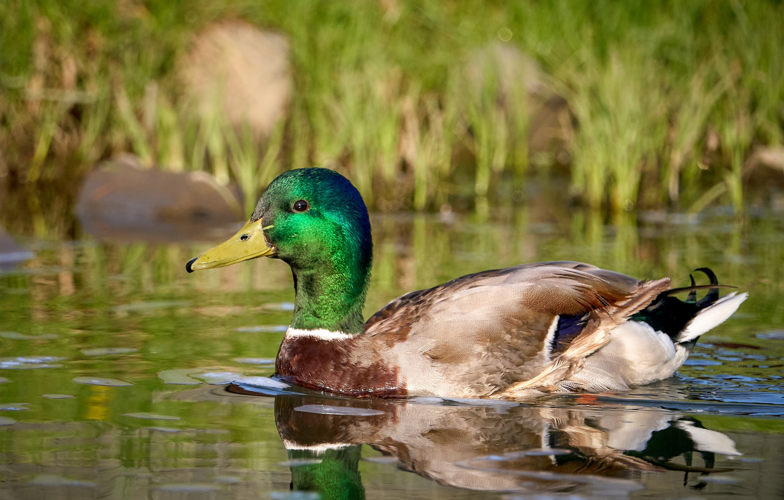 Фото птиц — галерея NATRIEL