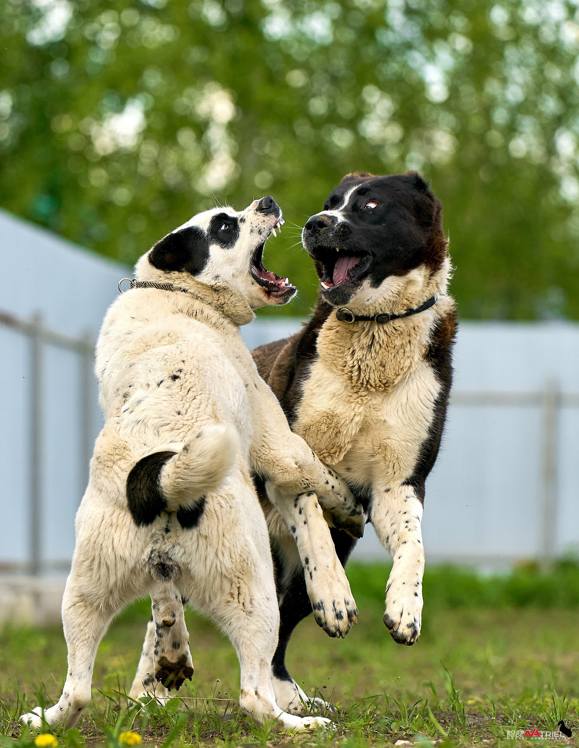Съемка в питомнике