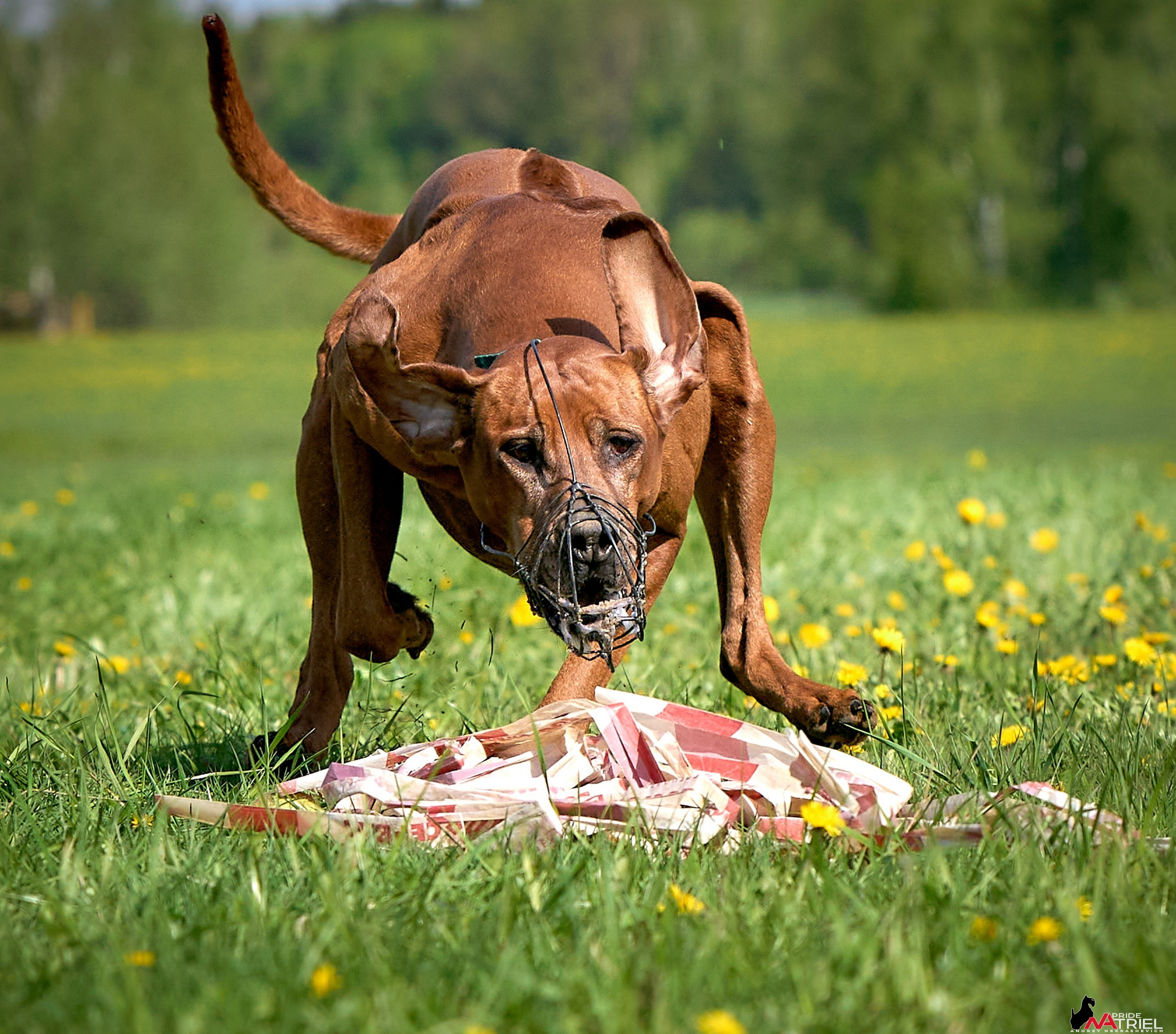 Съемка курсинг — галерея NATRIEL