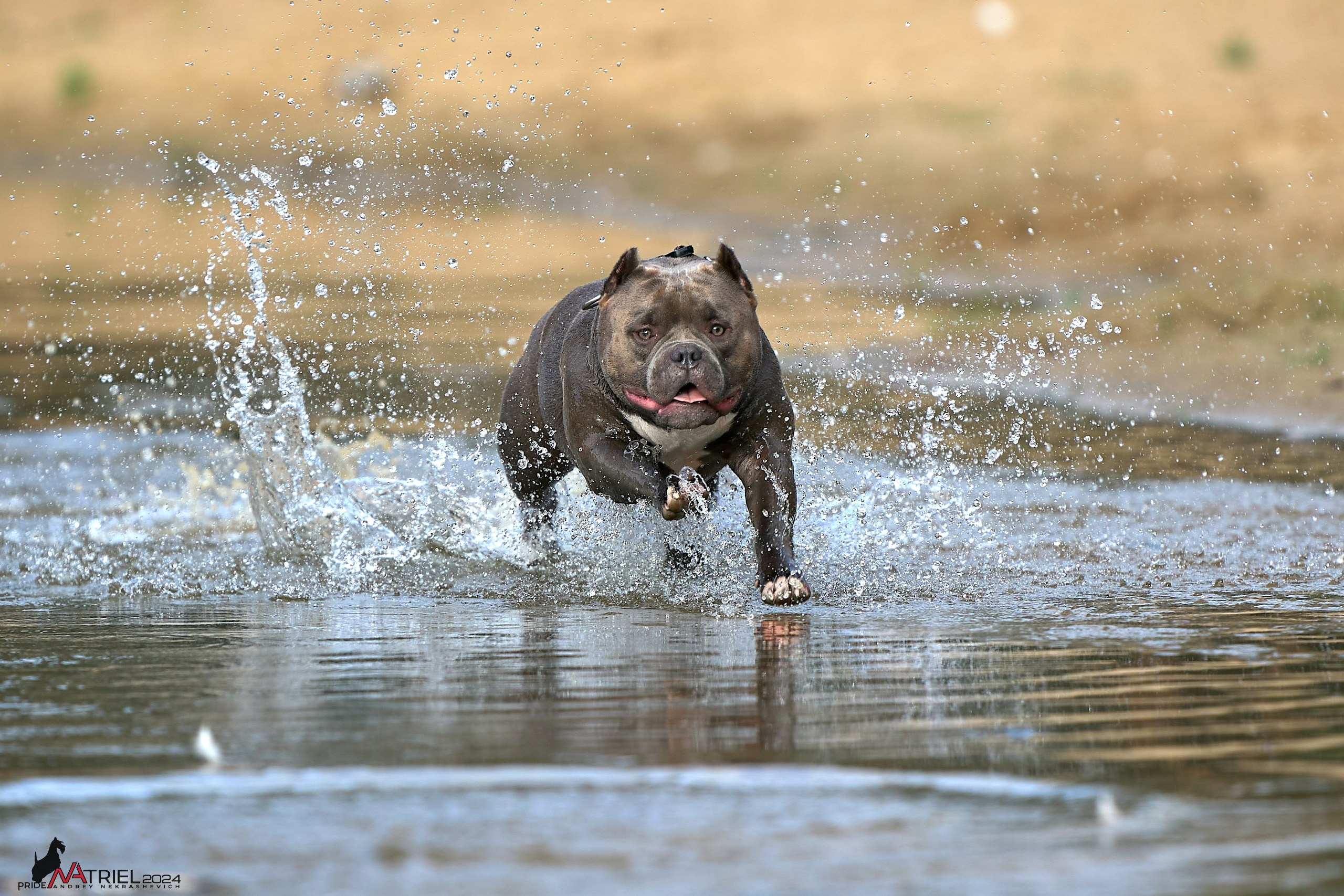 Фотопрогулка с булли