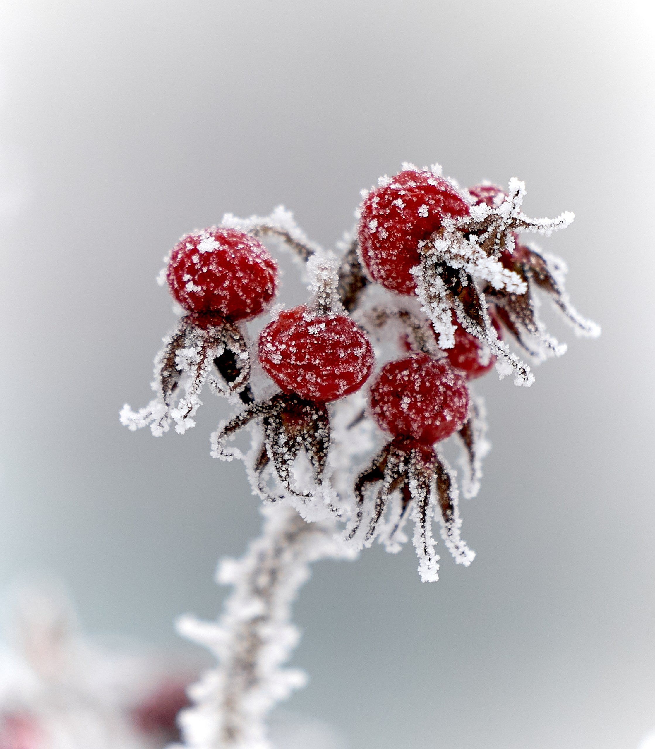 Лютики-цветочки — галерея NATRIEL