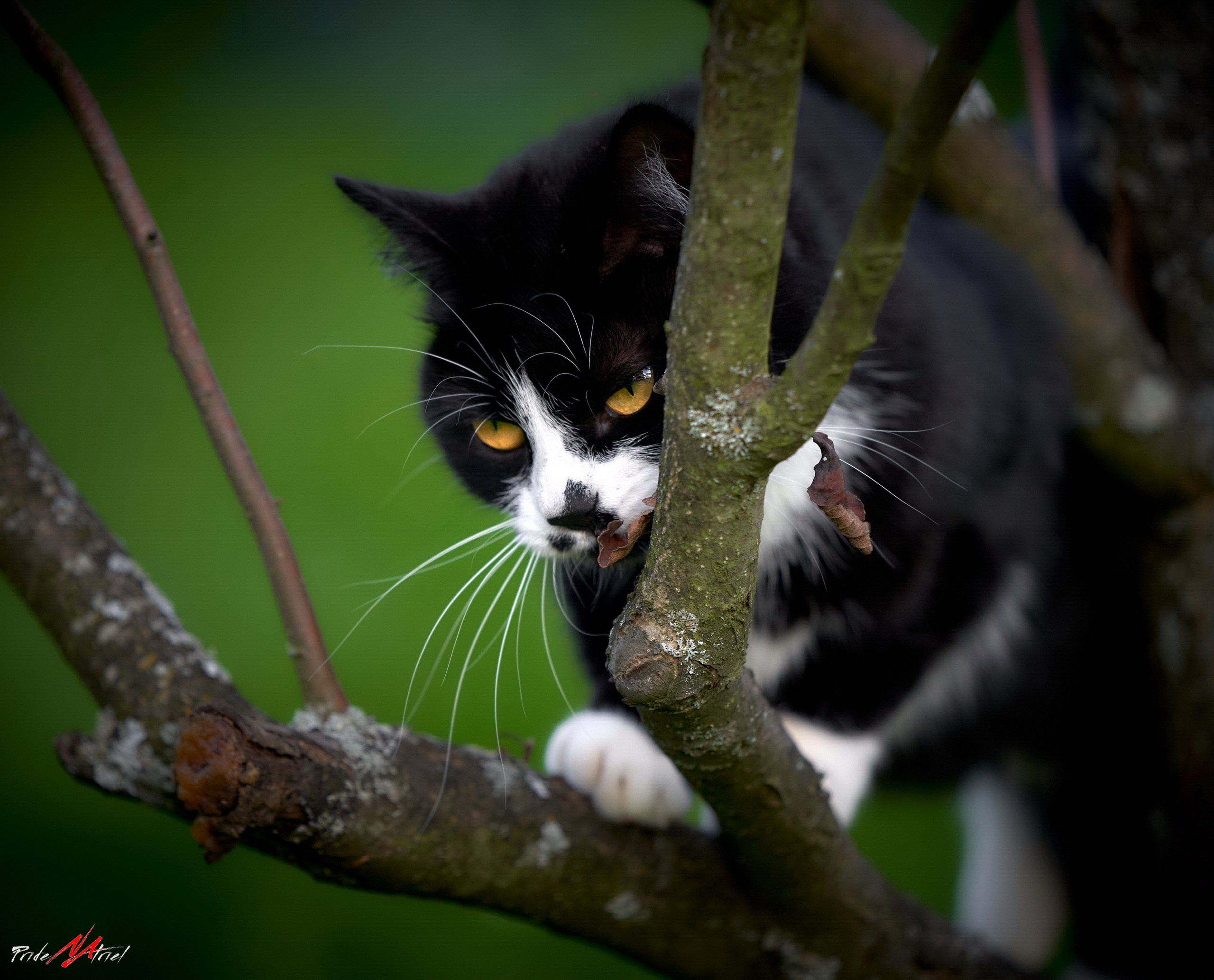 Домашние кошки — галерея NATRIEL