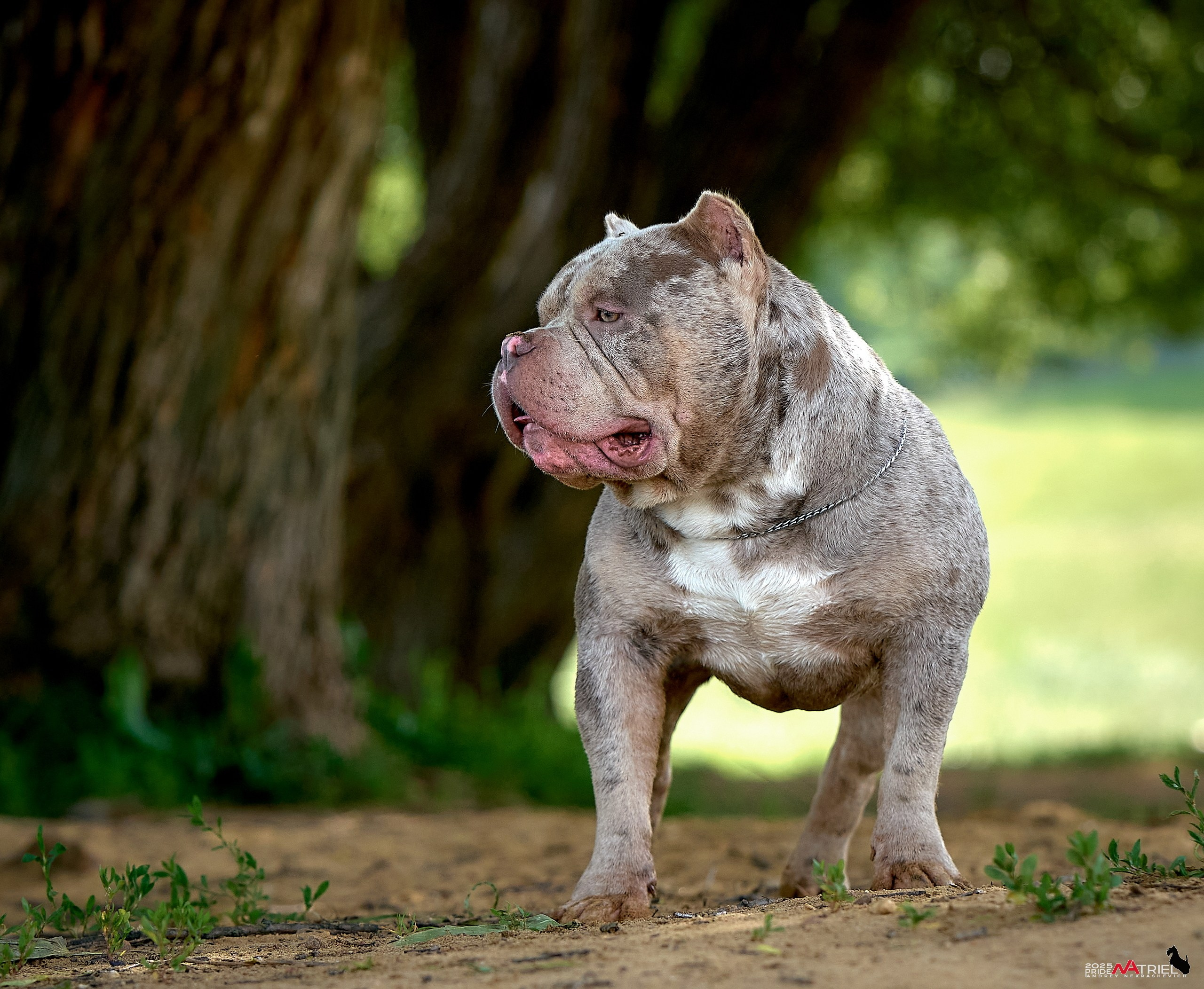 Съемка собак породы булли на природе