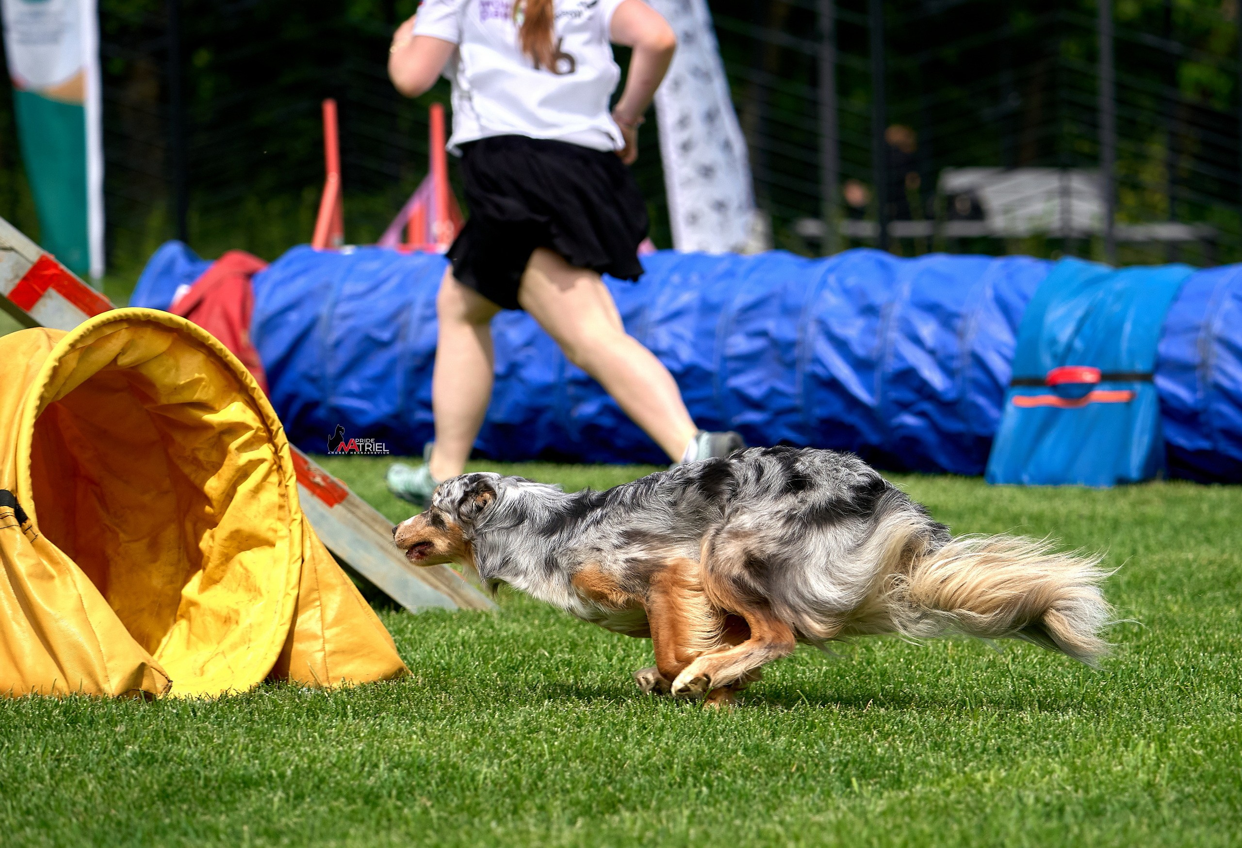 Аджилити — галерея NATRIEL