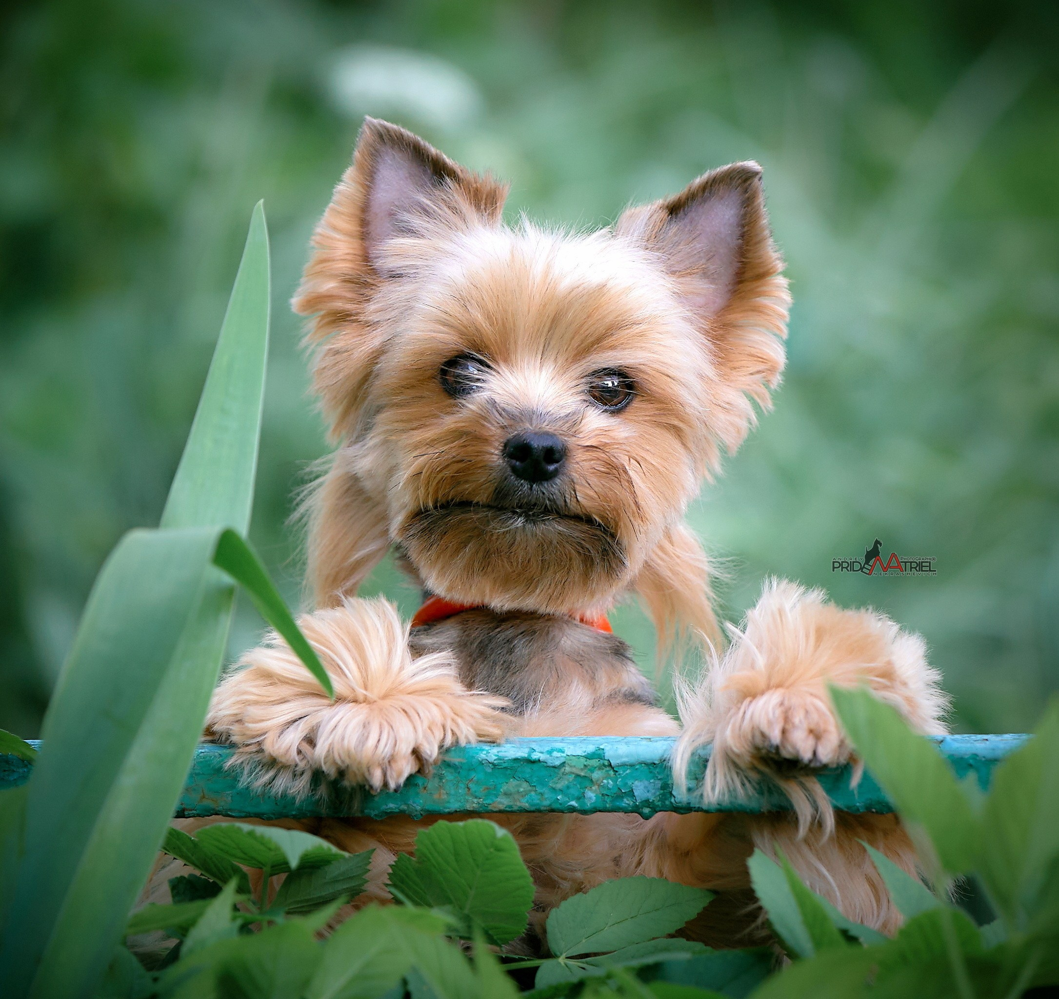 Йоркширский терьер Циля