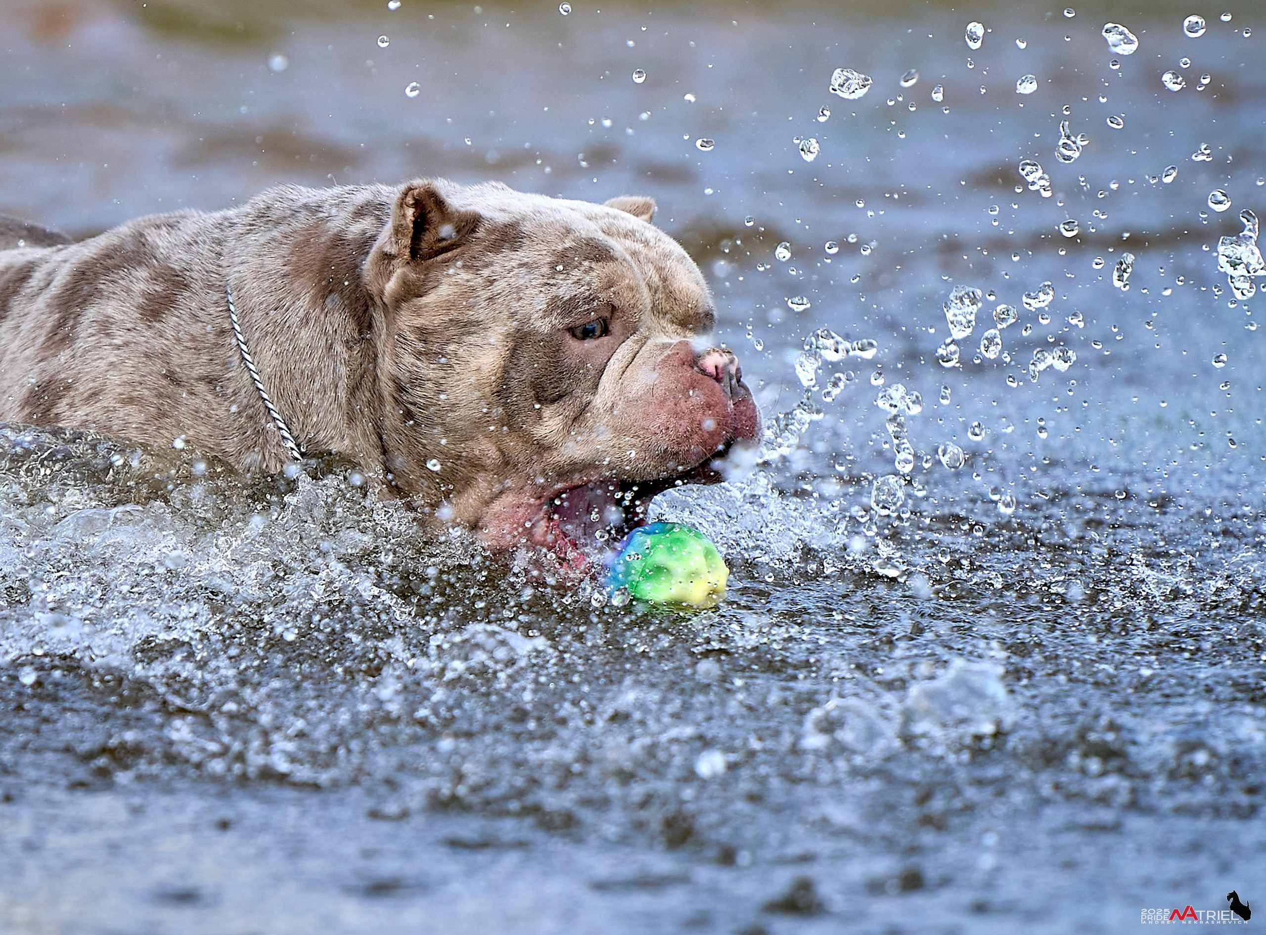 Съемка собак породы булли на природе