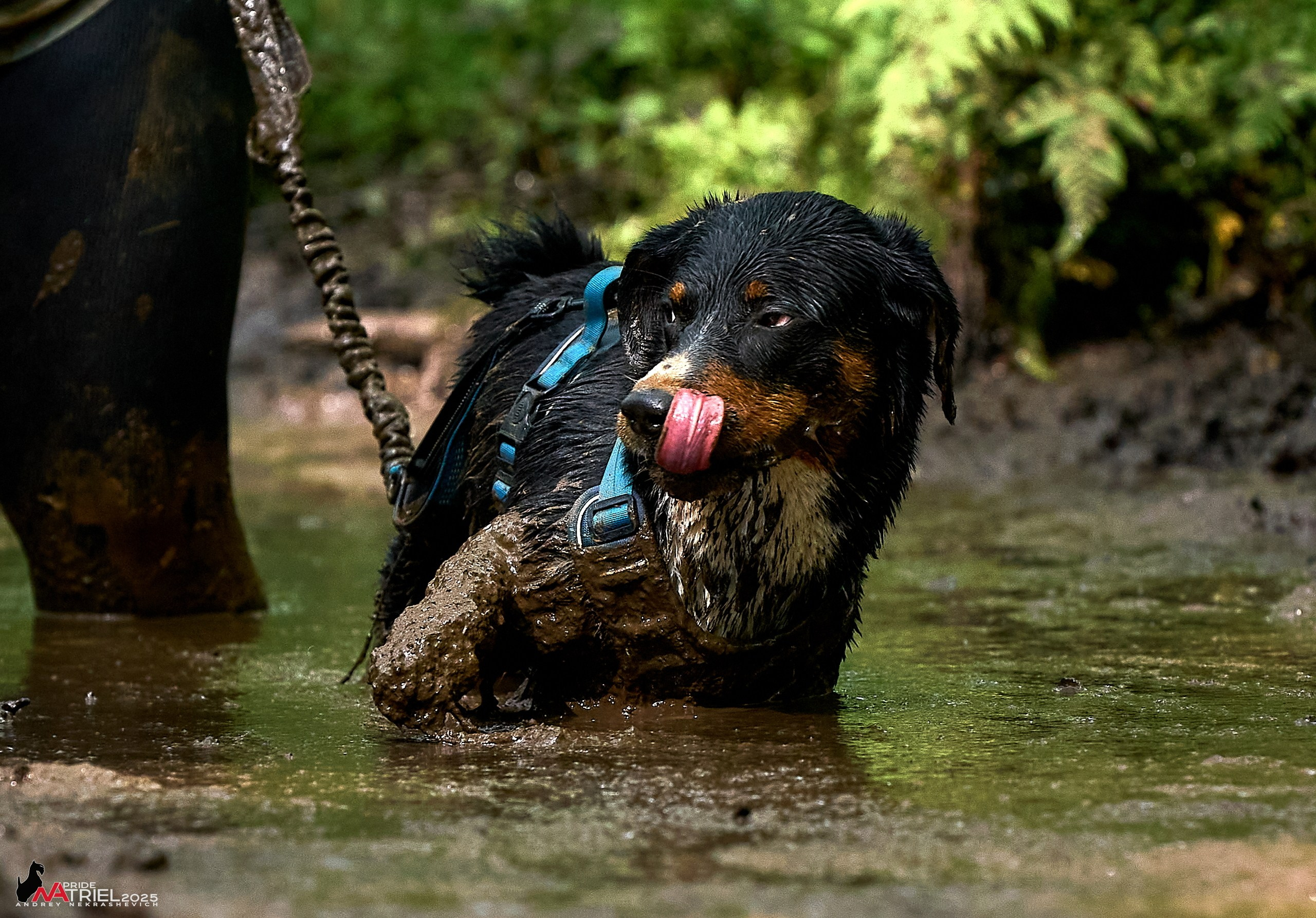 Russian Extreme Dog Trail — 2025