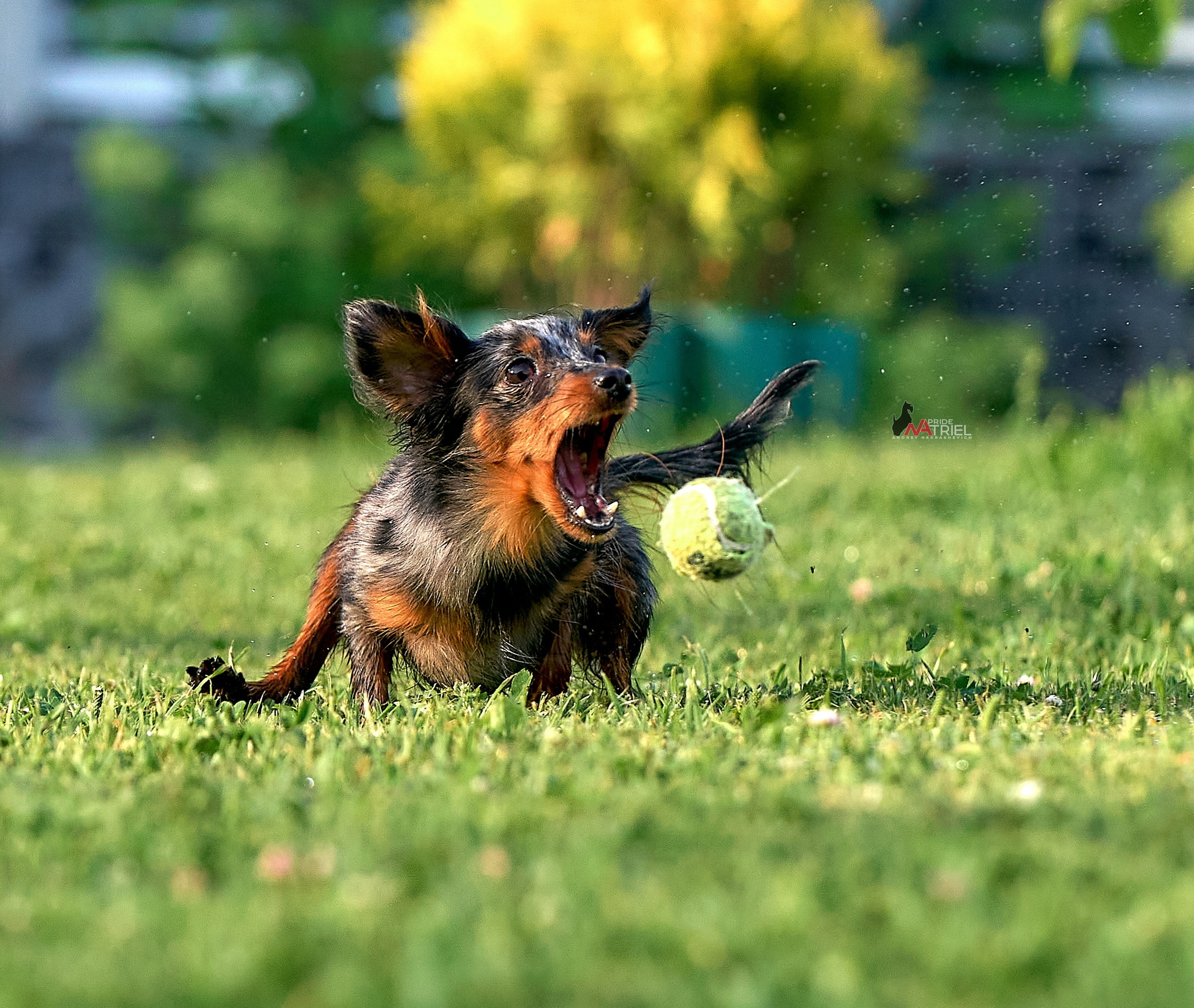 Прогулка в движении — галерея NATRIEL
