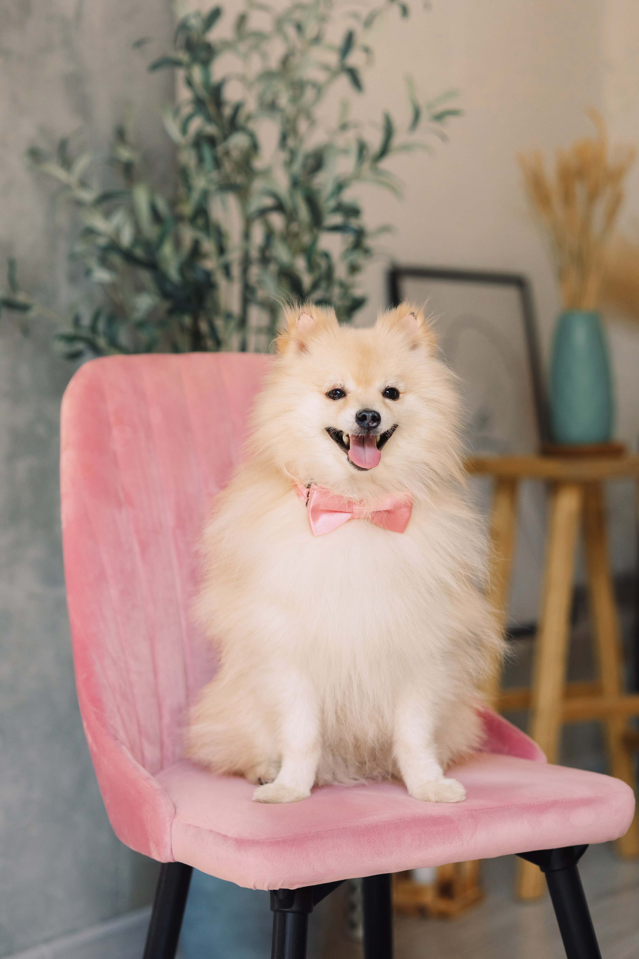 Магазин Friend of mine. Фотограф-анималист Елена Радченко, Москва