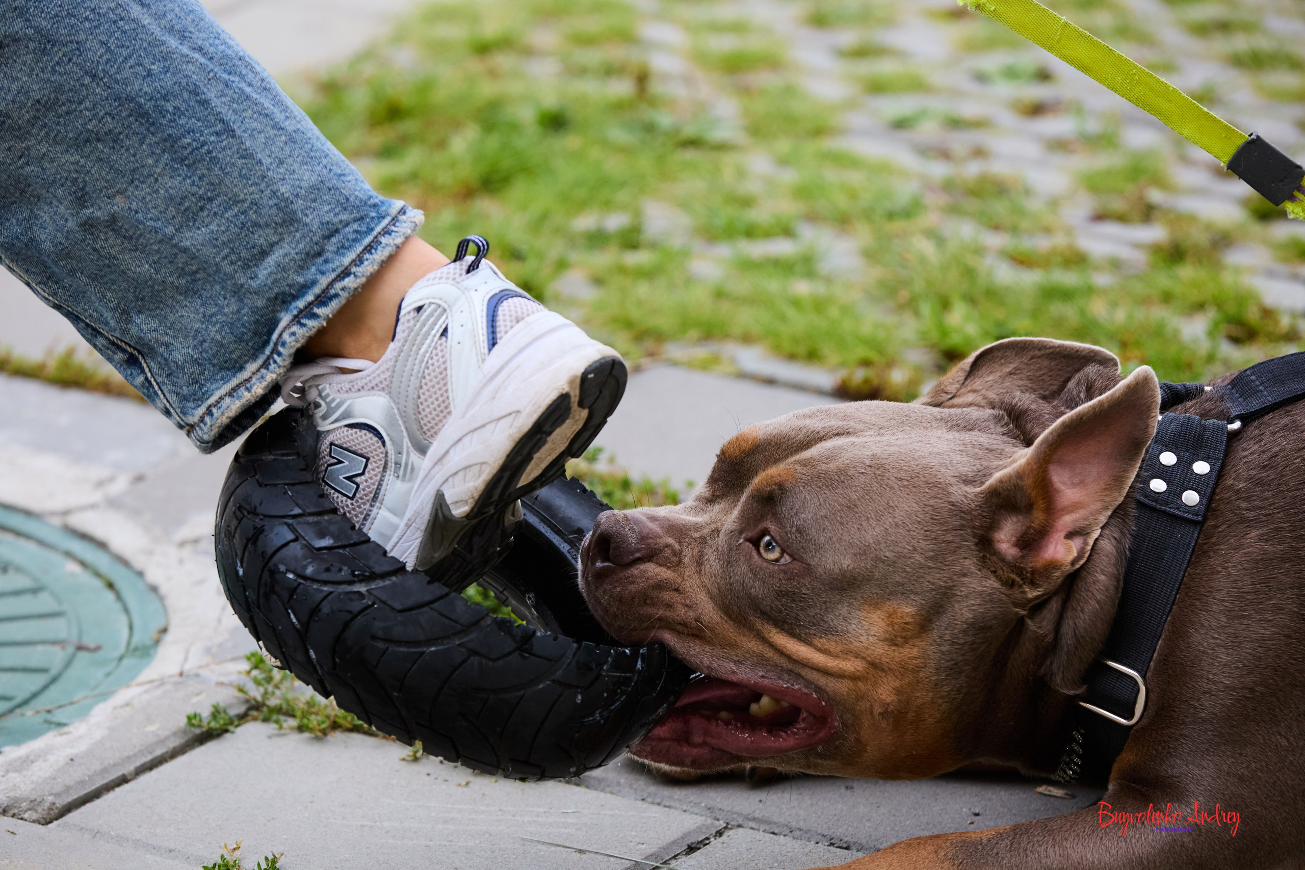 Проект фотопрогулка с хвостиком. Buyvolenko Andrey