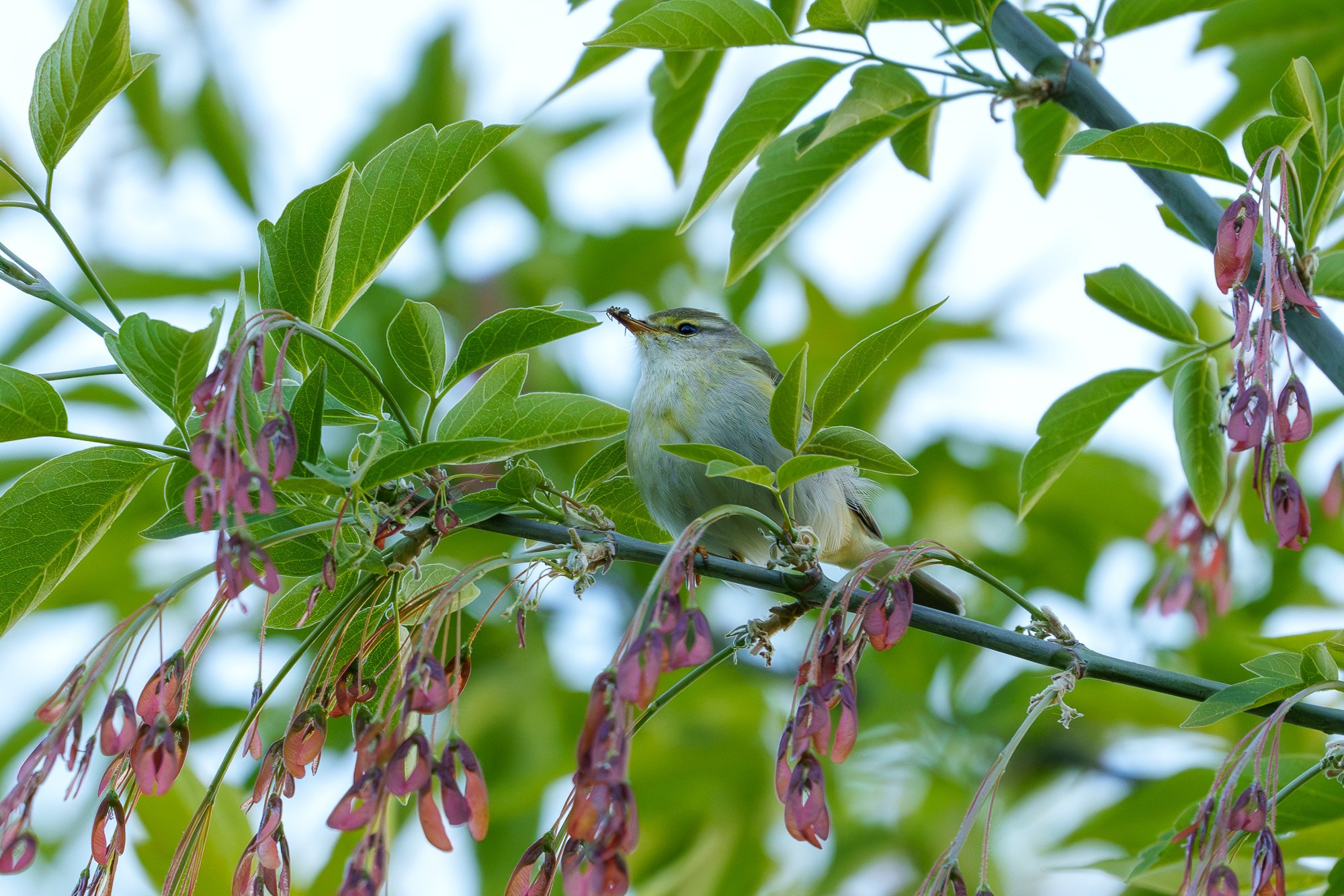 Удивительные мир птиц. Вокруг нас столько прекрасного — присмотритесь!. Ваш личный фотограф Марина Волкова