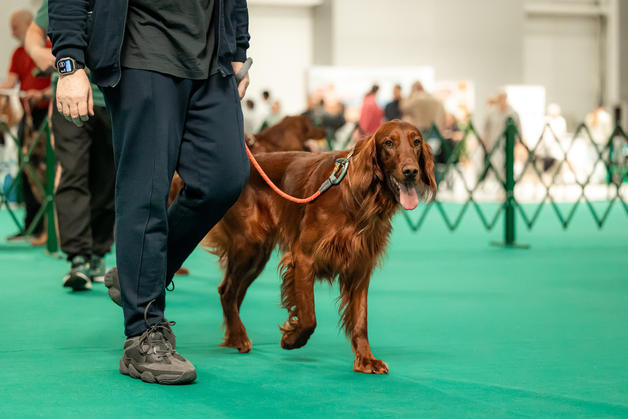Выставка сеттеров 19.05.24