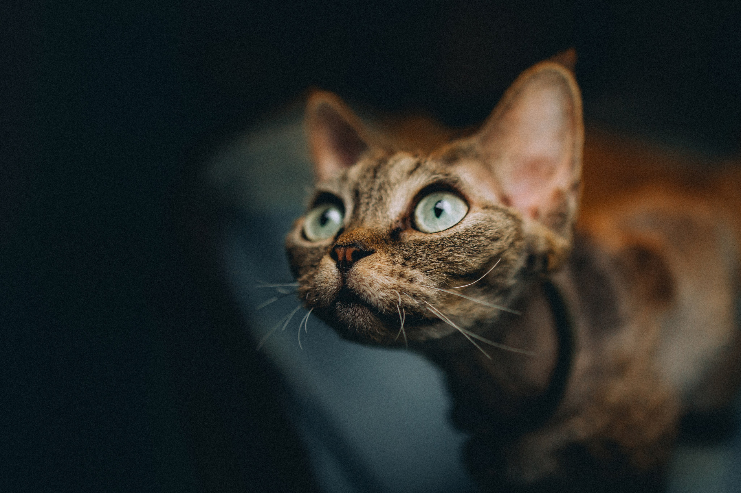 Гречка, Ковш и их семья