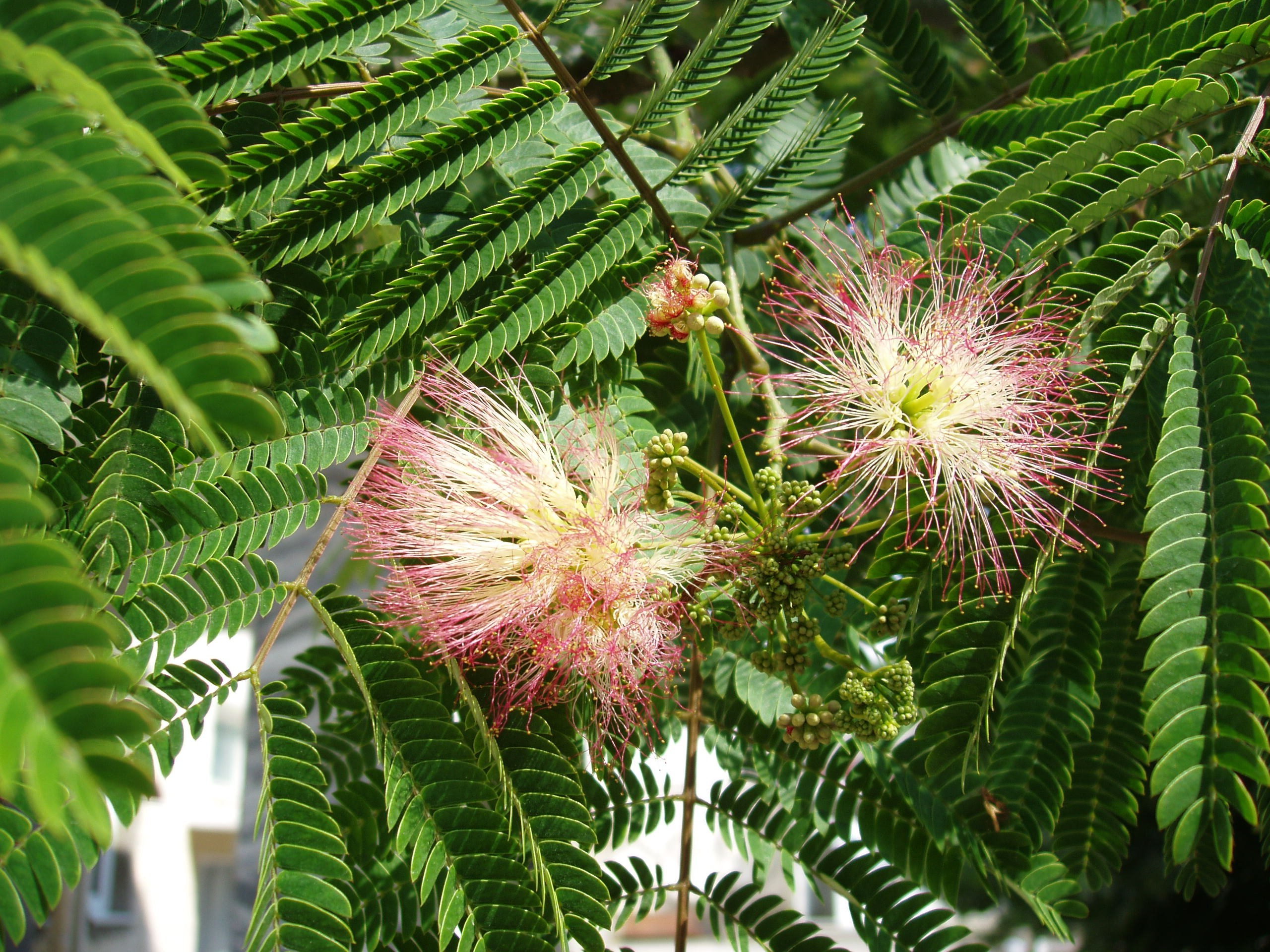 Отпуск 13.07-24.08. Семейный, Свадебный фотограф СПБ Питер— Романова Екатерина