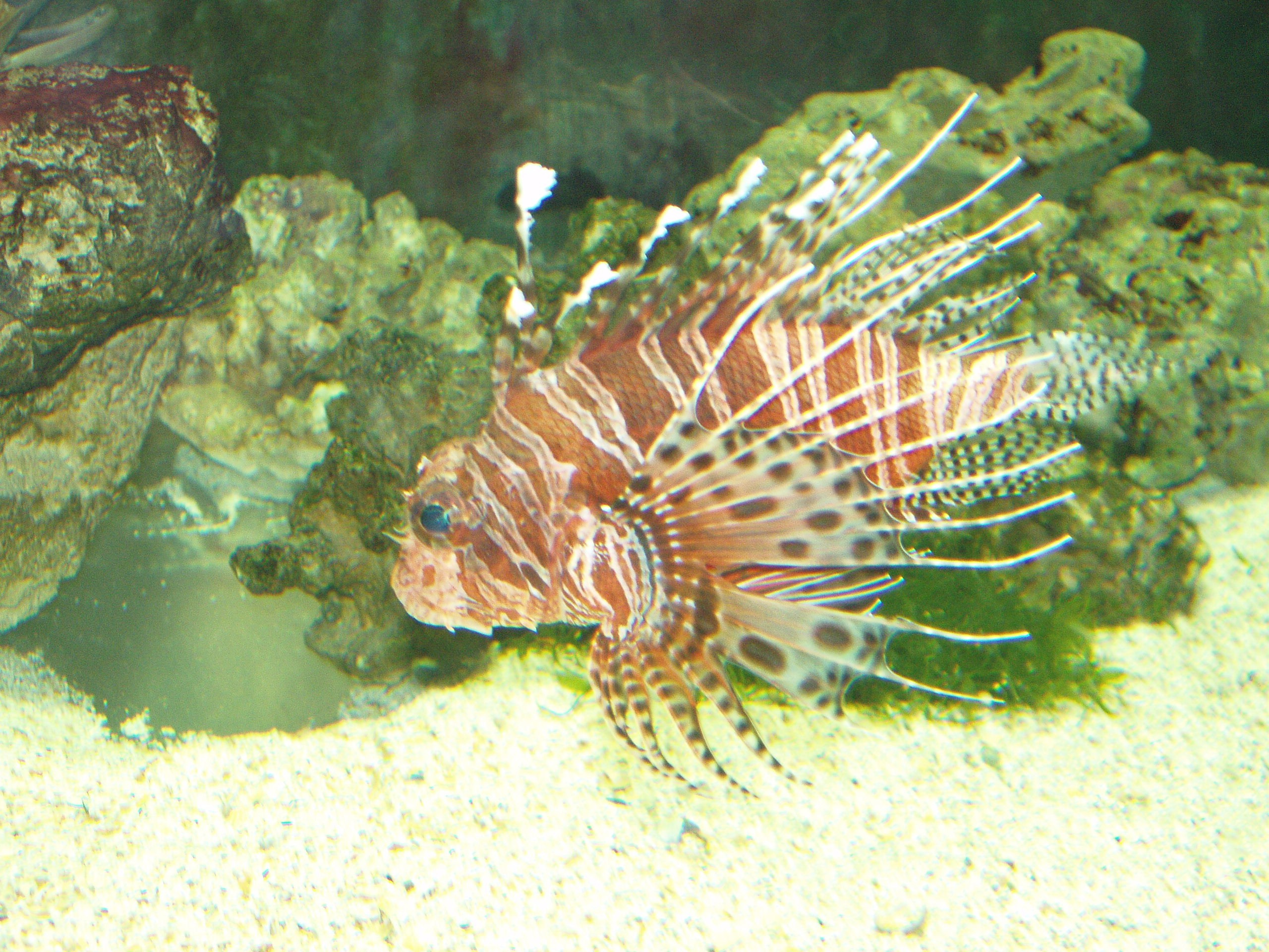 Отпуск 13.07-24.08. Семейный, Свадебный фотограф СПБ Питер— Романова Екатерина