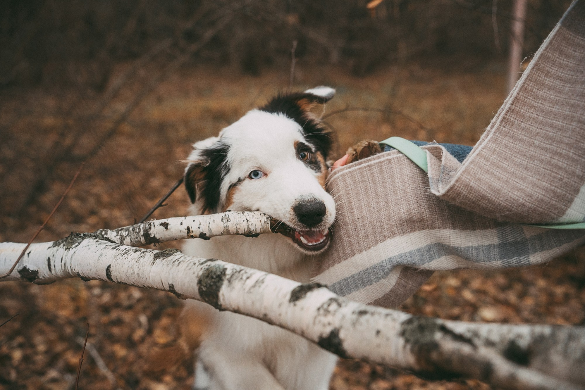 Лиза и Бублик. Фотограф анималист в Москве и Санкт-Петербурге Свиридова Анна