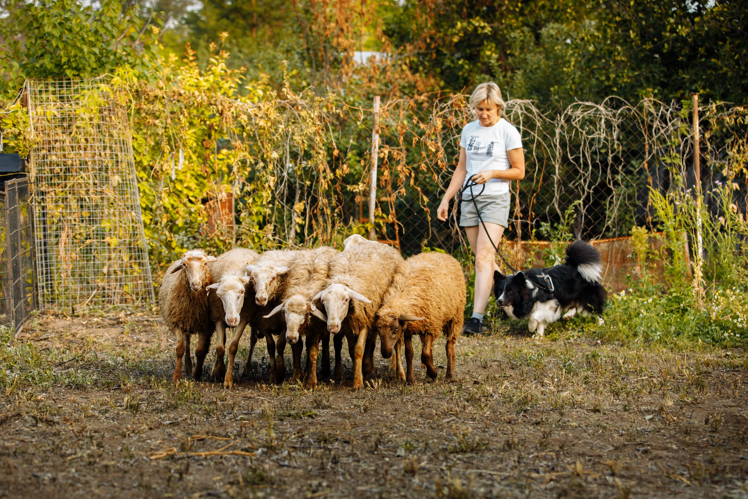 Овечий день. О нас