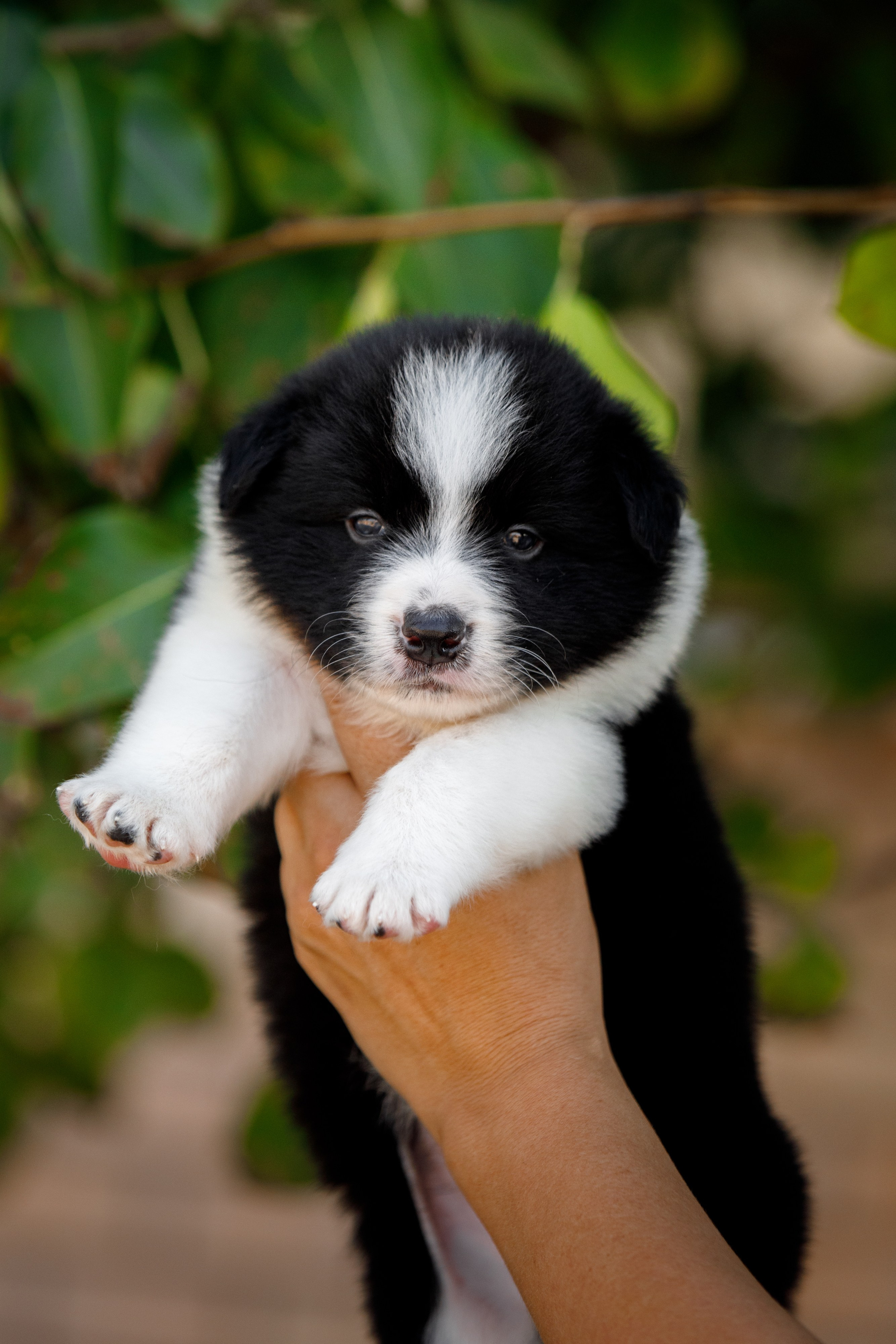 Смешарики. О нас