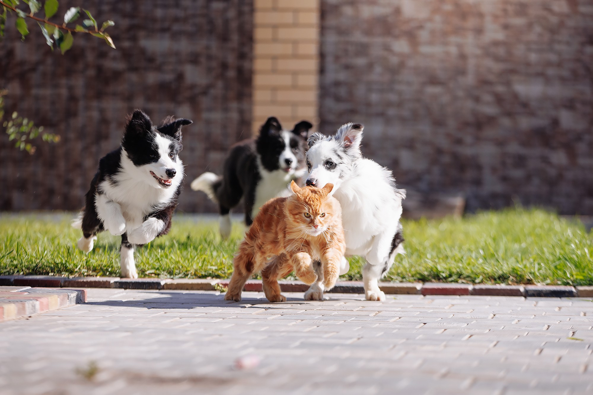 Трава у дома. О нас