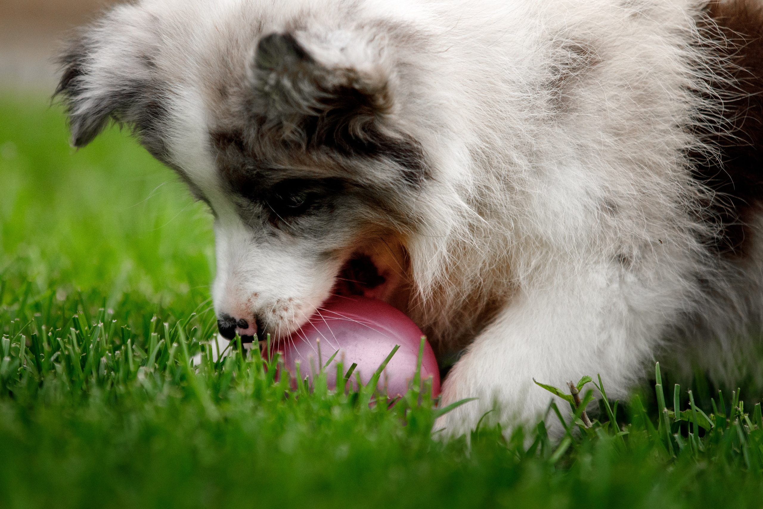 Болтовня в саду. О нас