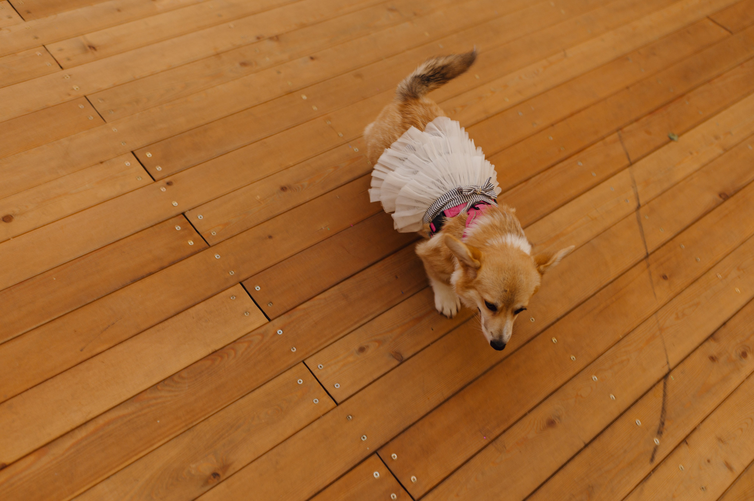 Екатерина и Илья. Свадебный фотограф Москва и Санкт-Петербург. Анастасия Чудина