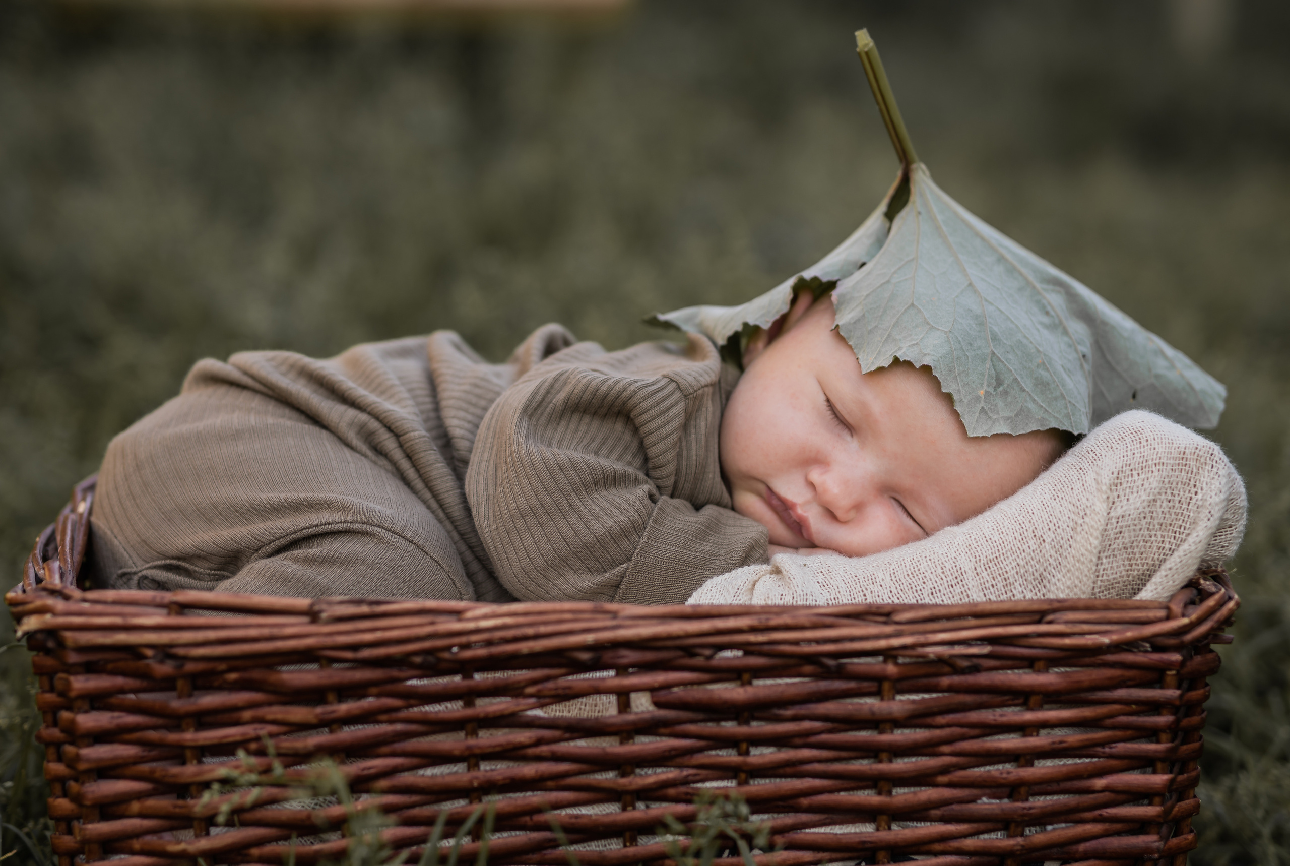 Лопух. Семейный фотограф Ефремова Виктория
