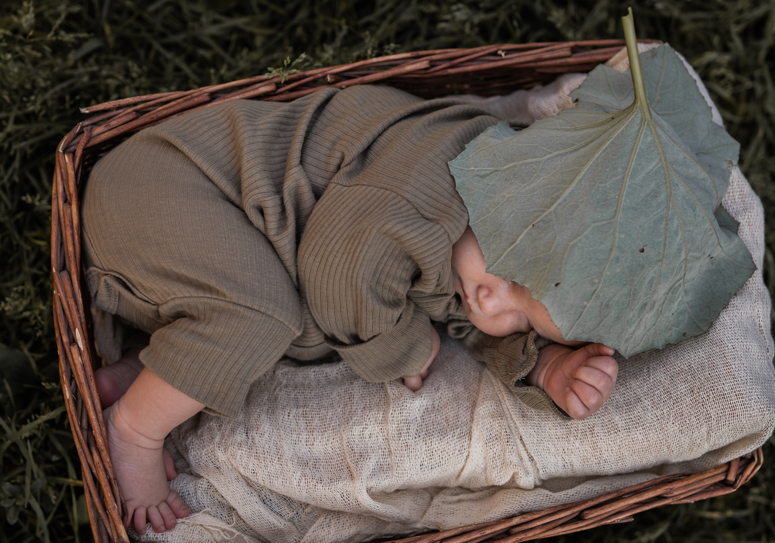 Лопух. Семейный фотограф Ефремова Виктория