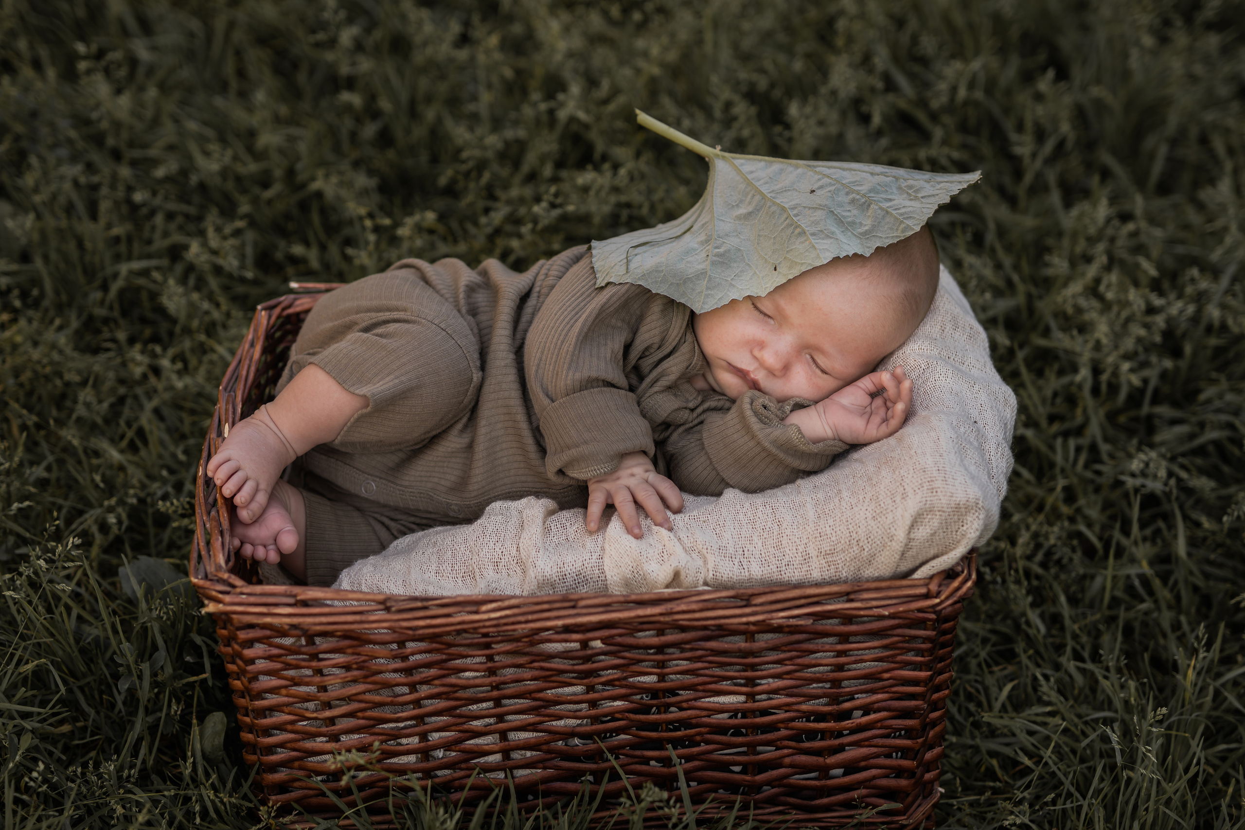 Лопух. Семейный фотограф Ефремова Виктория