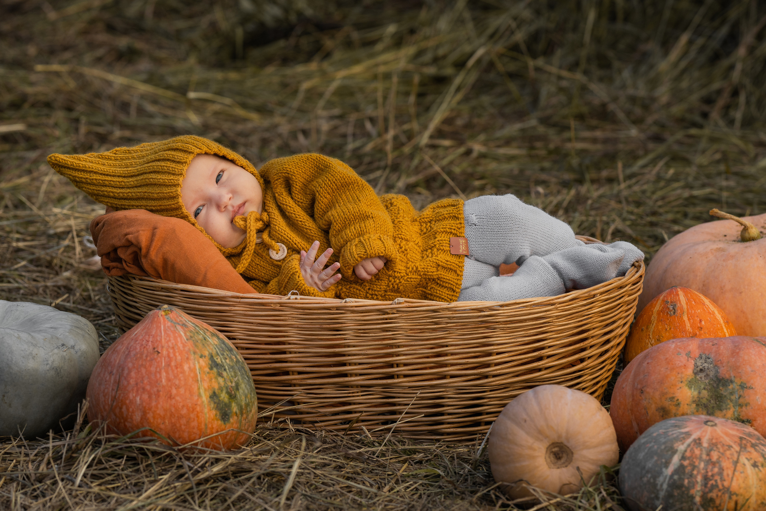 Марфа, тыквы, сентябрь. Семейный фотограф Ефремова Виктория