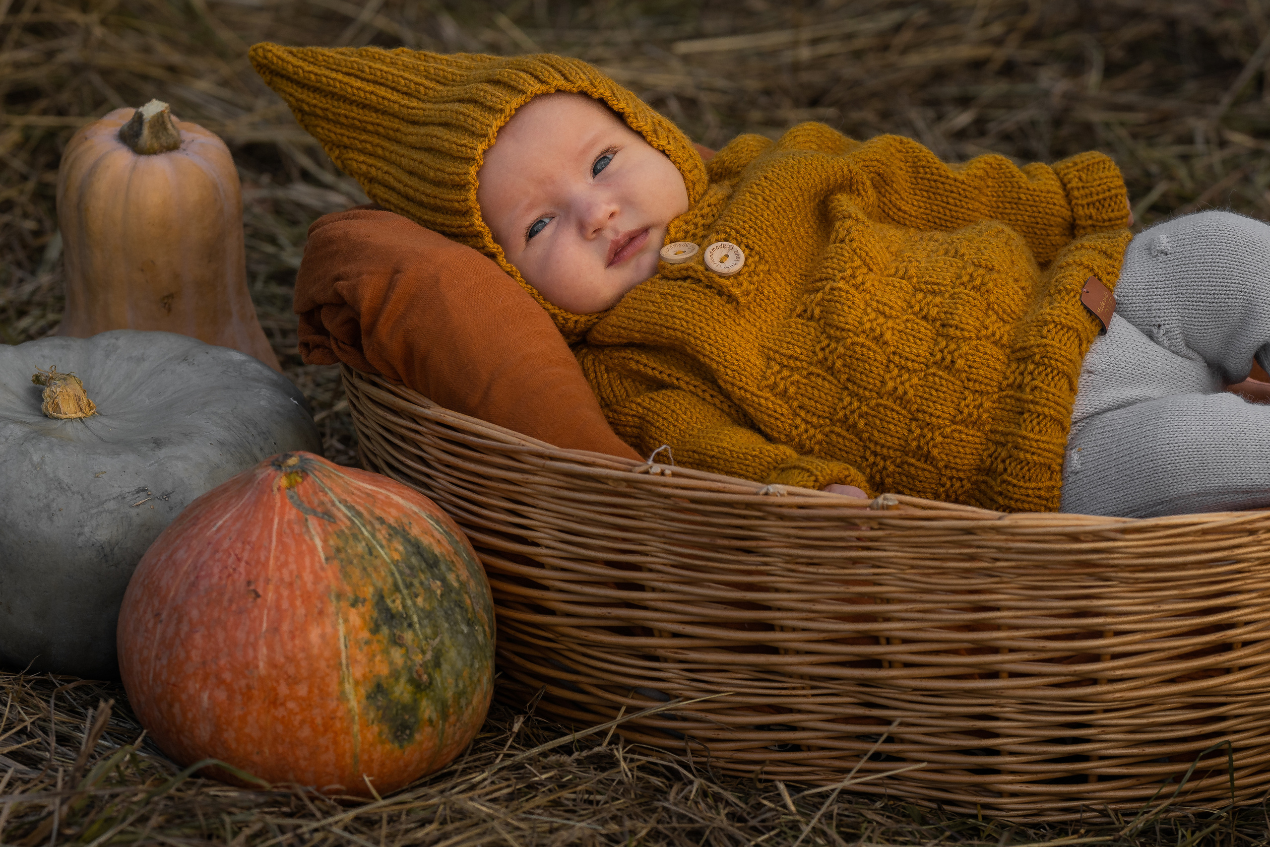 Марфа, тыквы, сентябрь. Семейный фотограф Ефремова Виктория