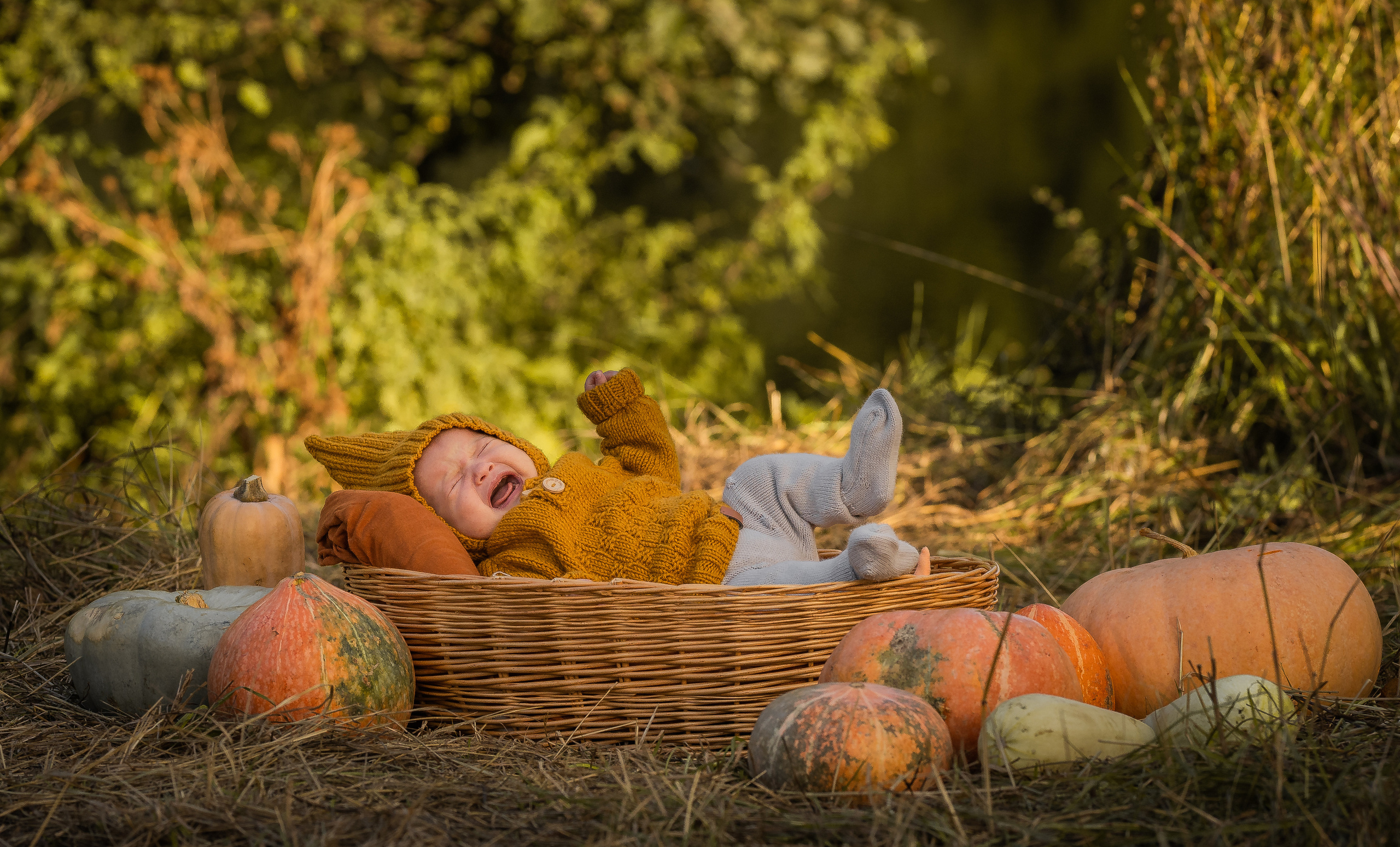 Марфа, тыквы, сентябрь. Семейный фотограф Ефремова Виктория