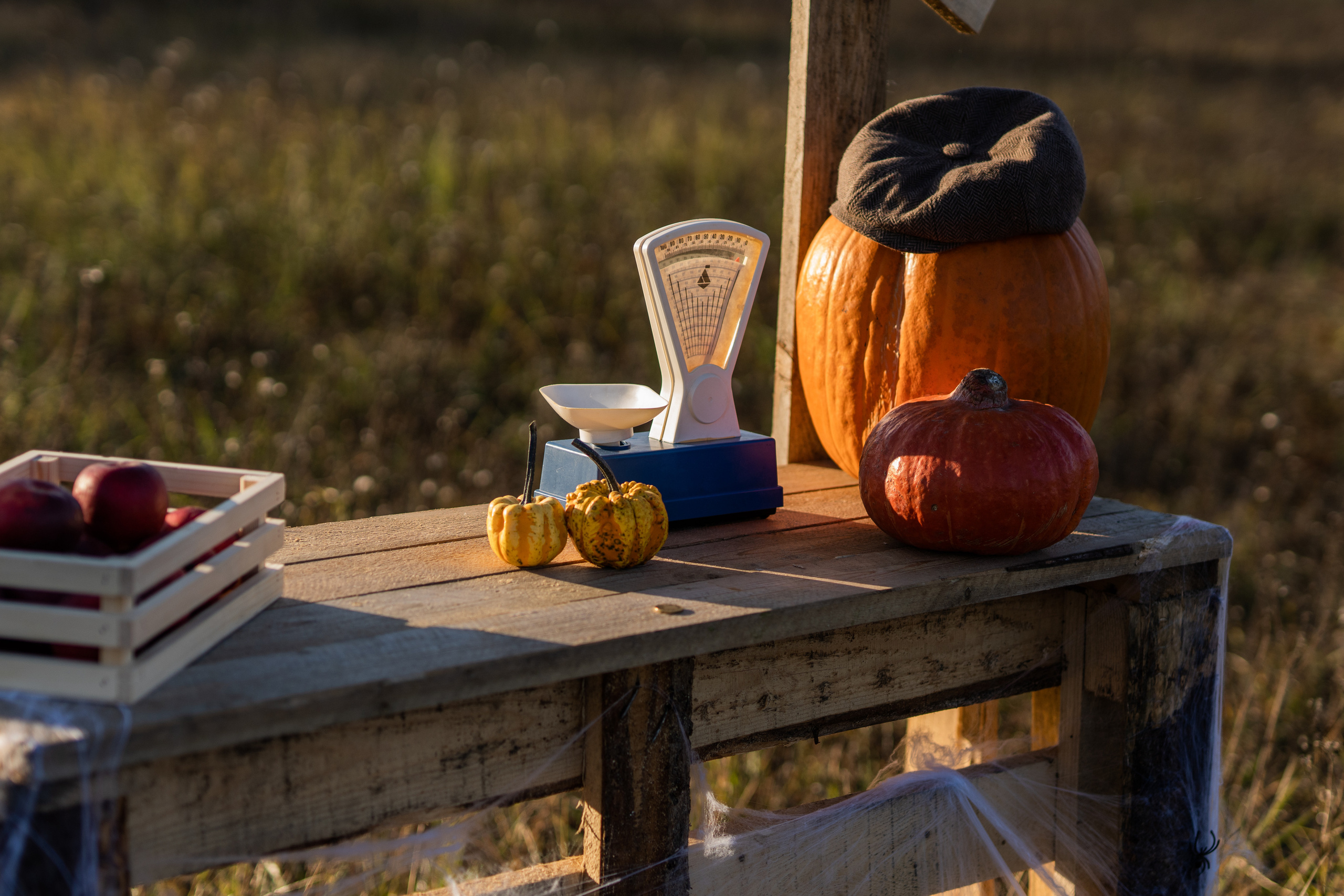 Продавец тыкв. Семейный фотограф Ефремова Виктория