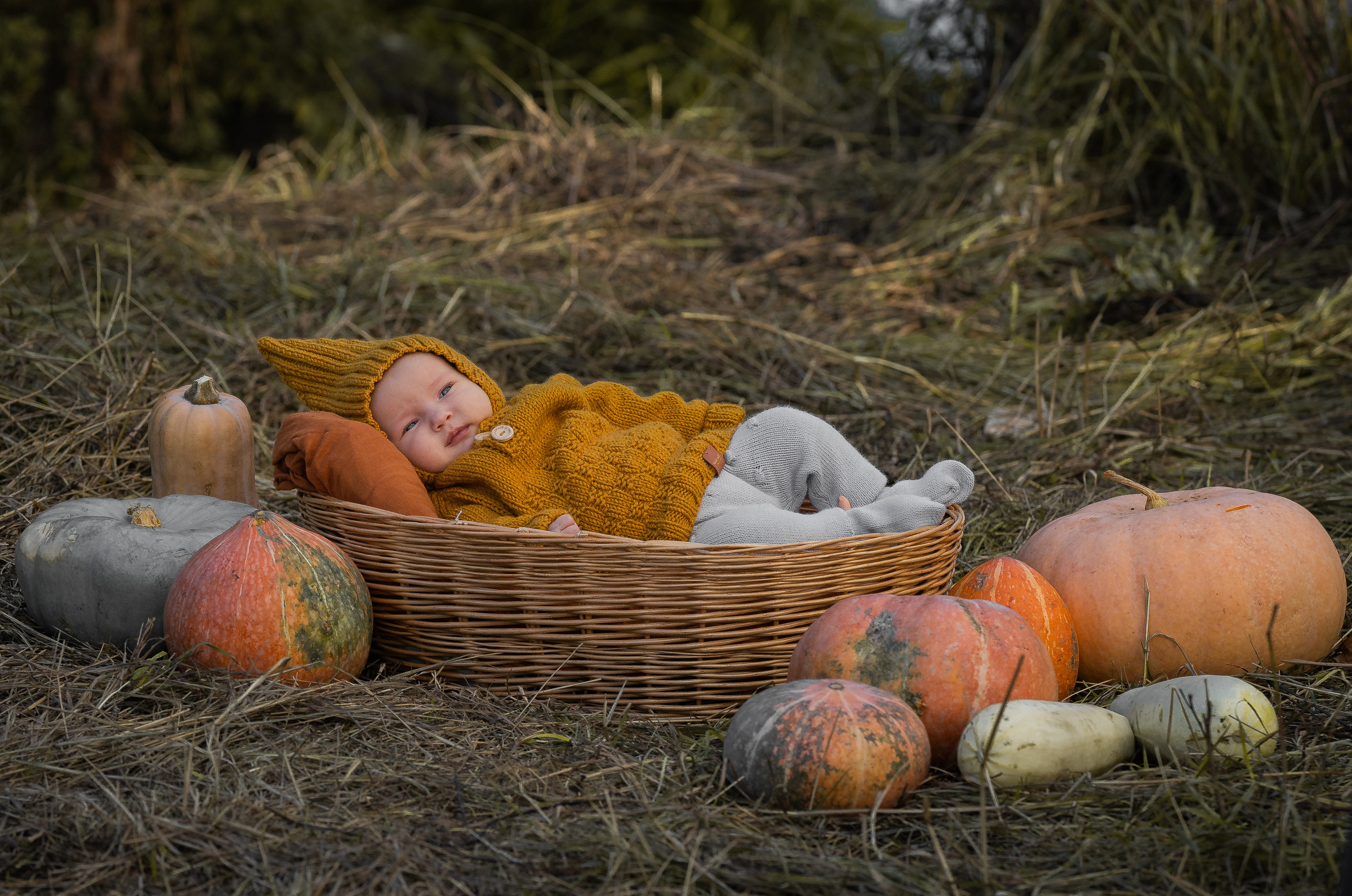 Марфа, тыквы, сентябрь. Семейный фотограф Ефремова Виктория
