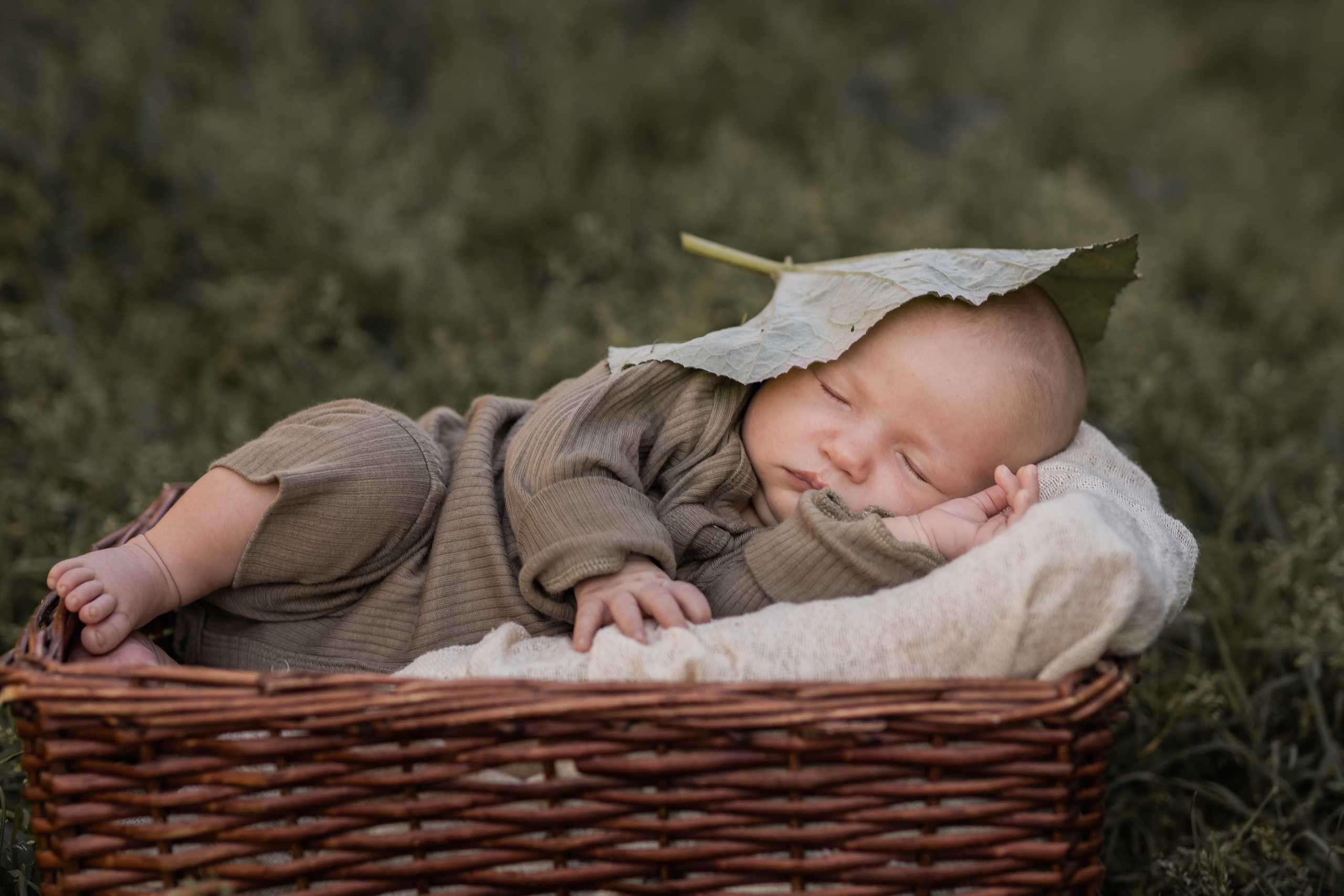 Лопух. Семейный фотограф Ефремова Виктория