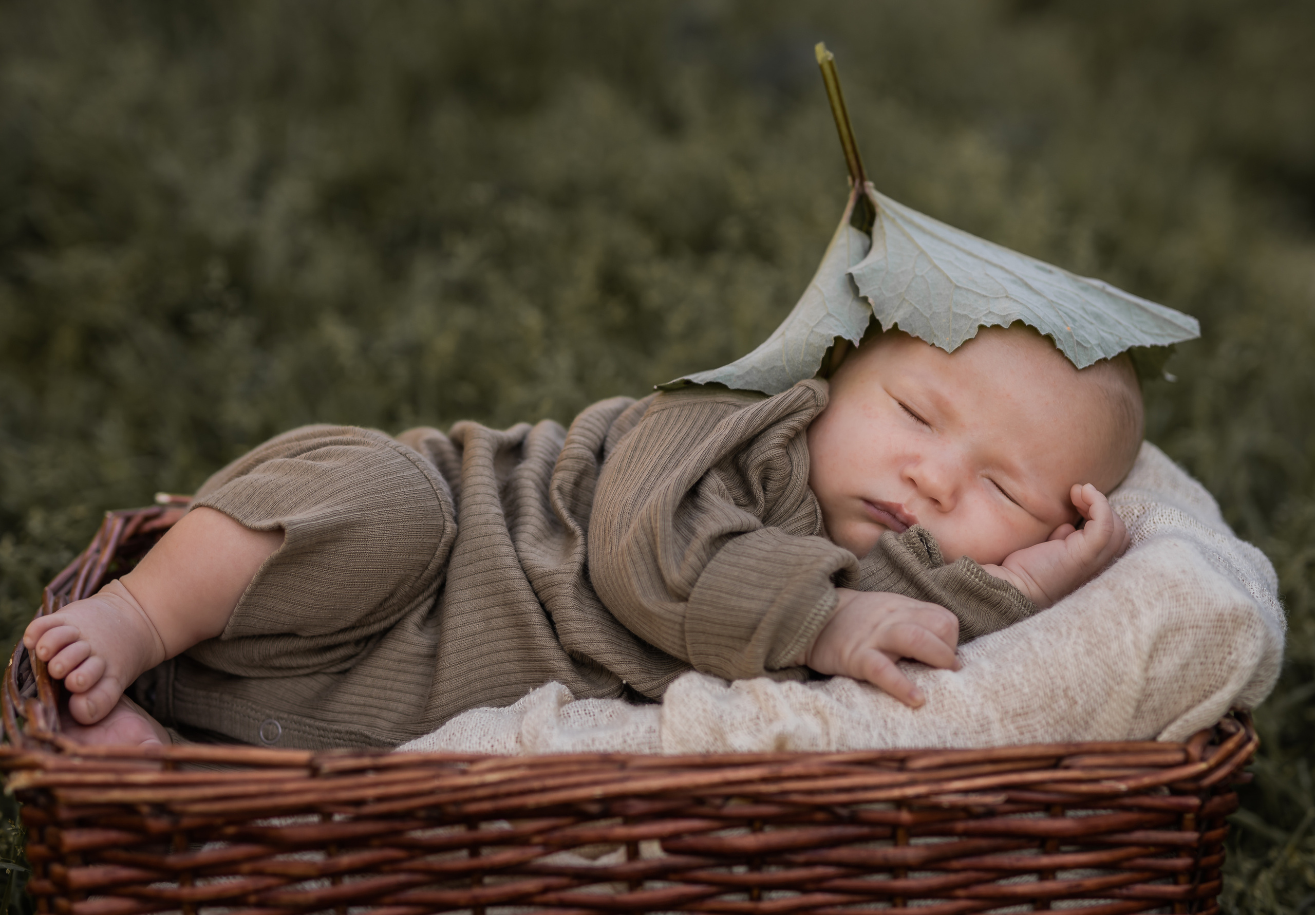 Лопух. Семейный фотограф Ефремова Виктория