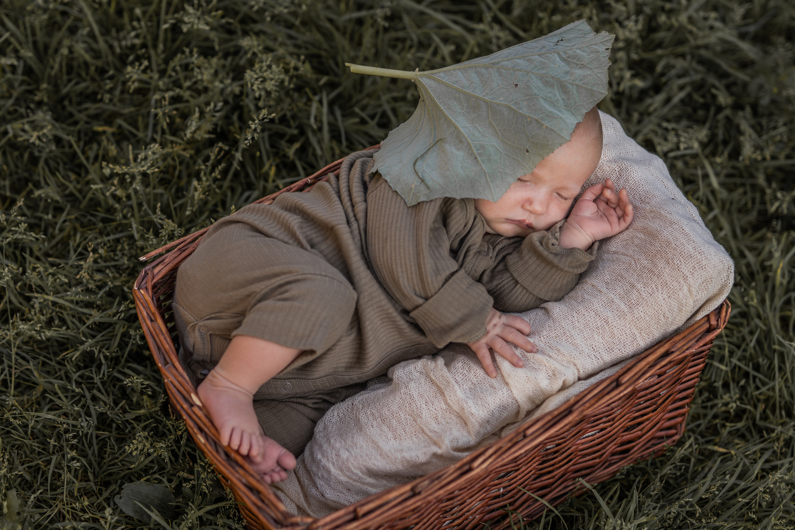 Лопух. Семейный фотограф Ефремова Виктория
