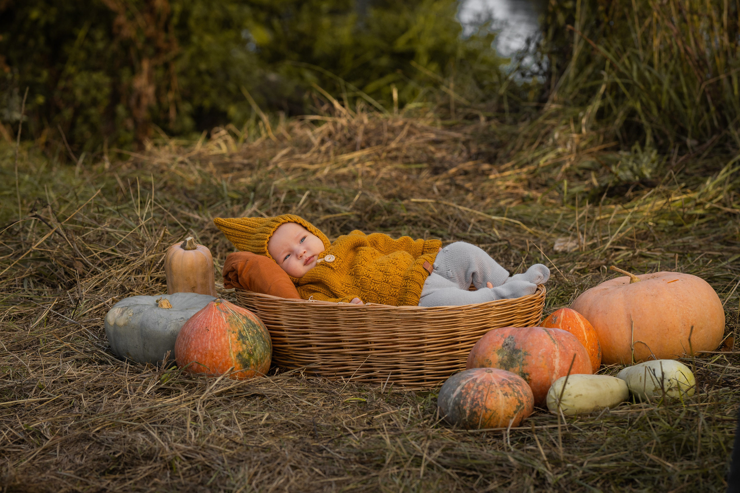Марфа, тыквы, сентябрь. Семейный фотограф Ефремова Виктория