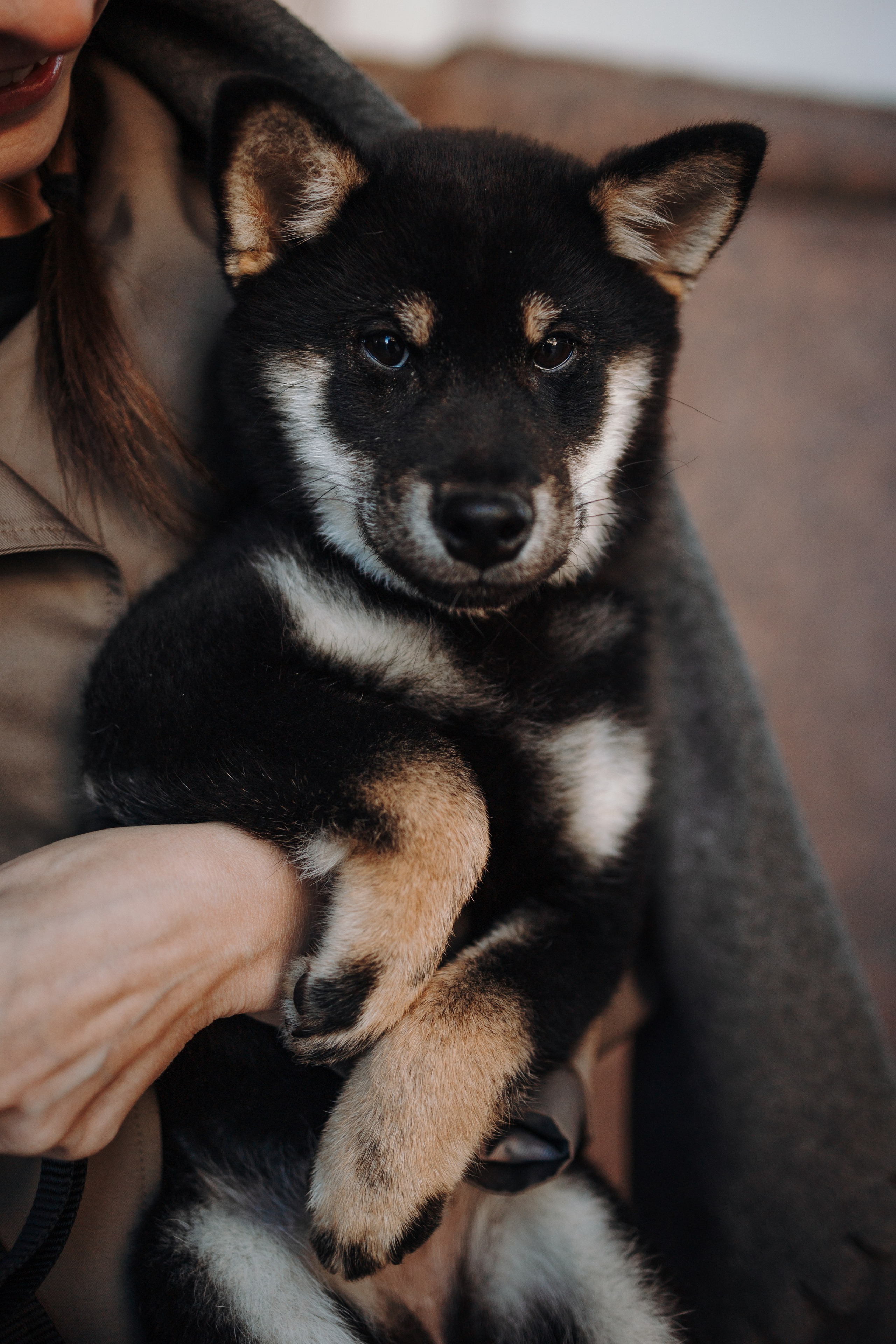 Даша и ее девочки. Фотограф — Анималист | Санкт-Петербург